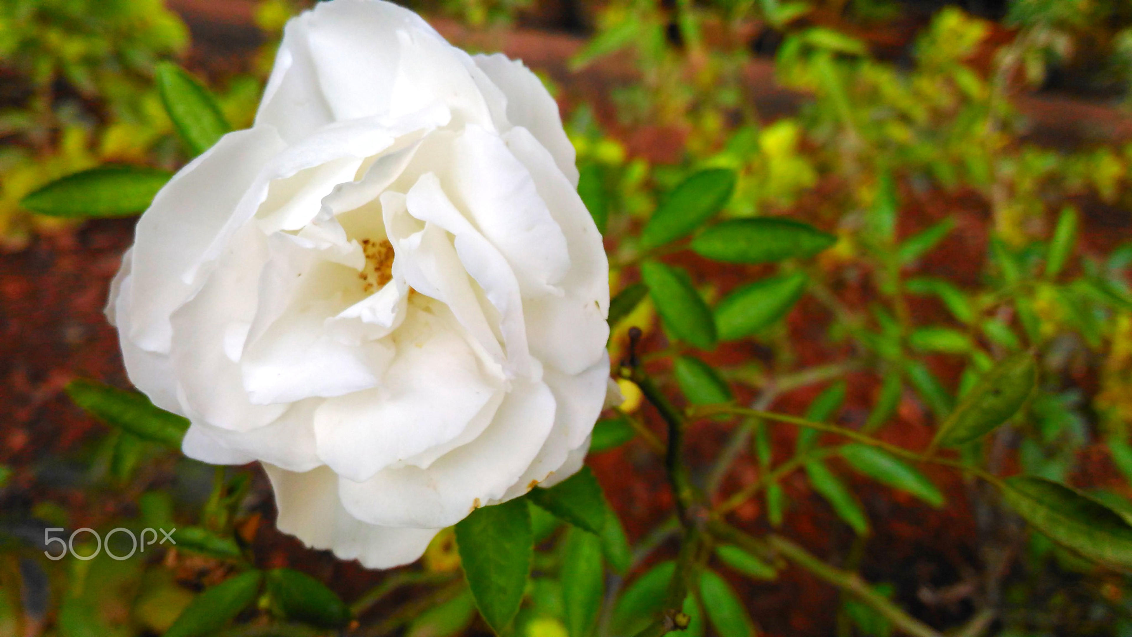 White Tree Roses (Rosa Tree Variety White) — shrub for full