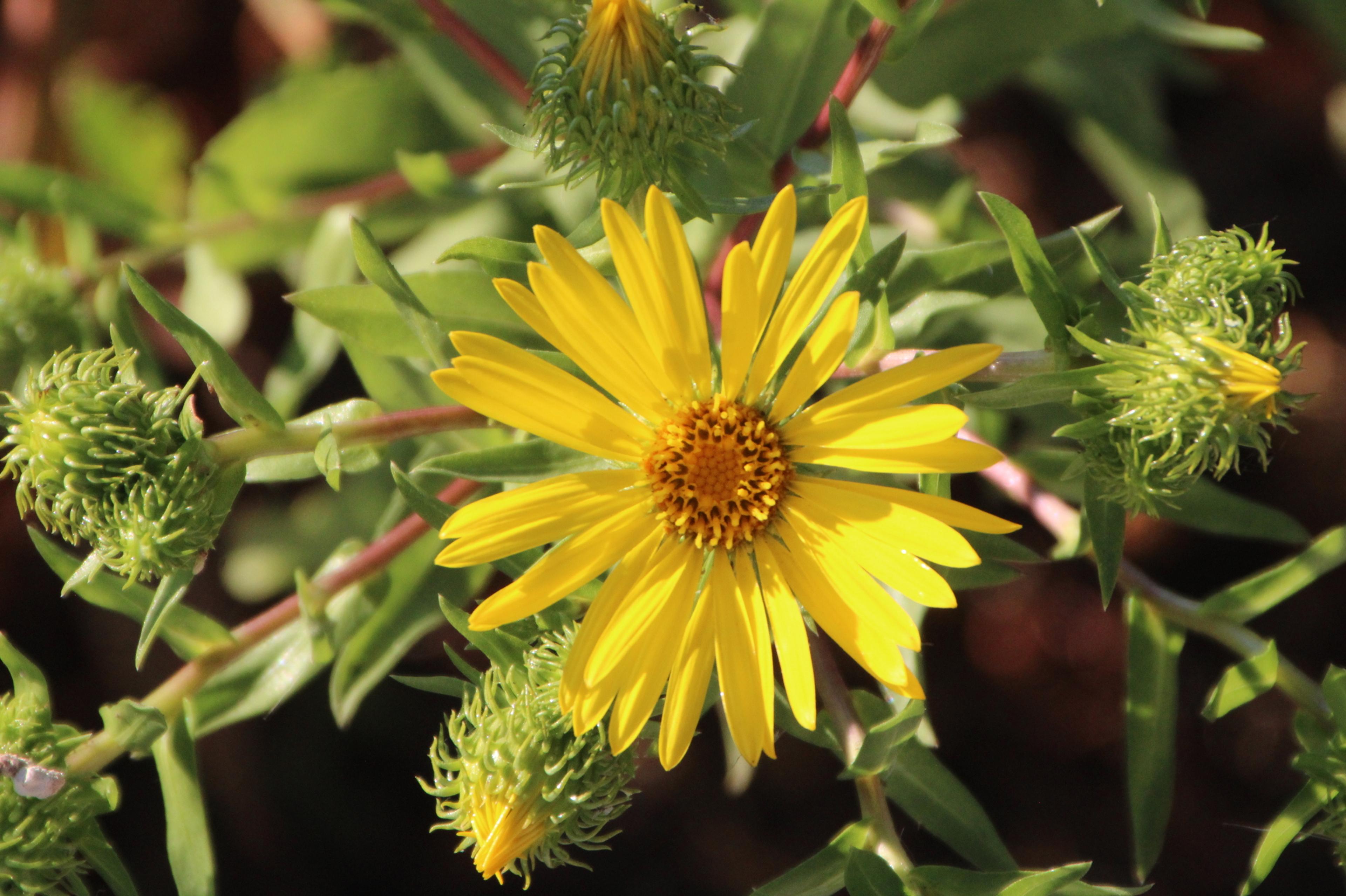 Puget Sound Gumweed (Grindelia Integrifolia) — radiating a deep green hue