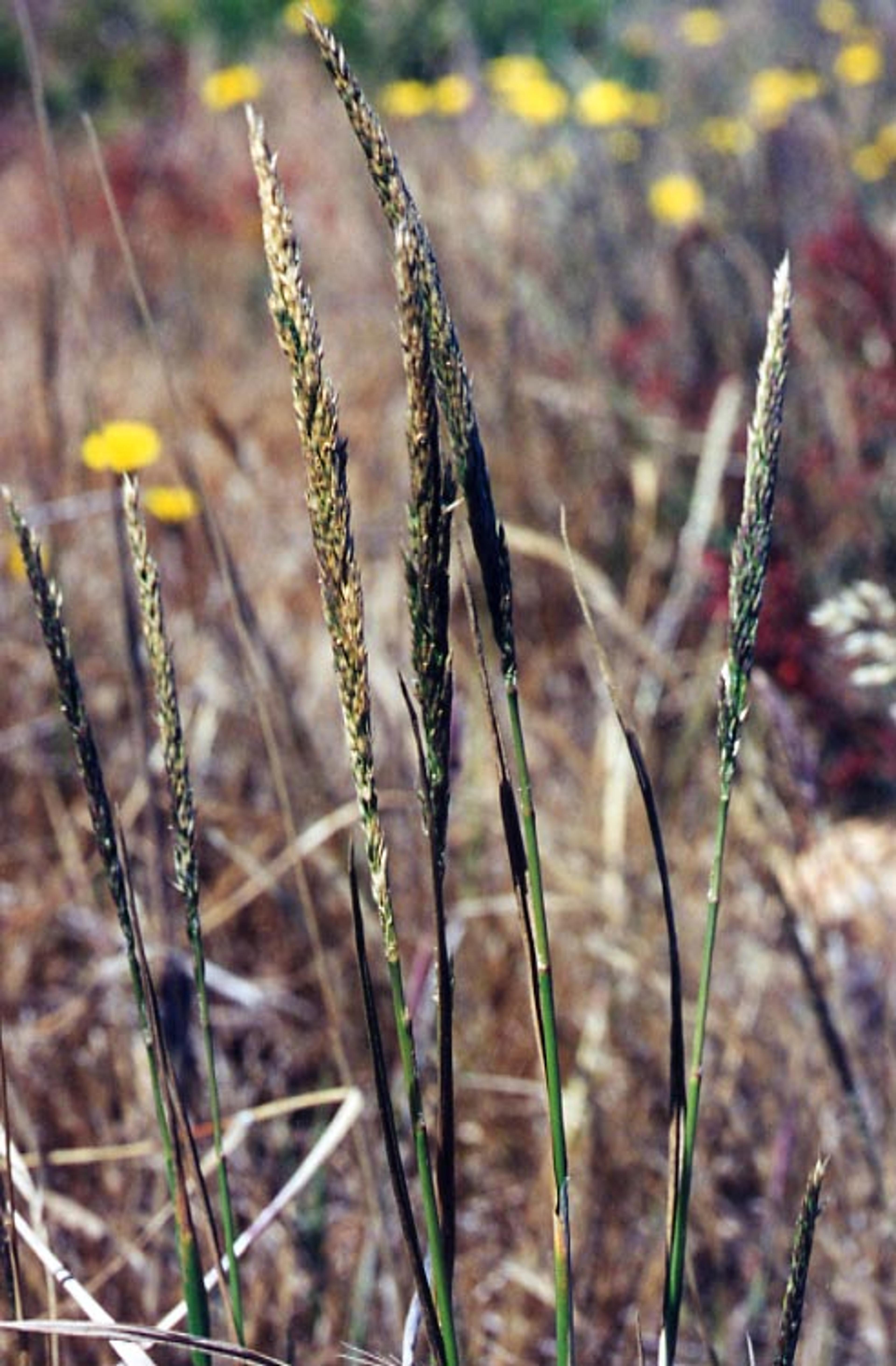 California Bentgrass (Agrostis Densiflora) — Water moderately, reducing frequency once established