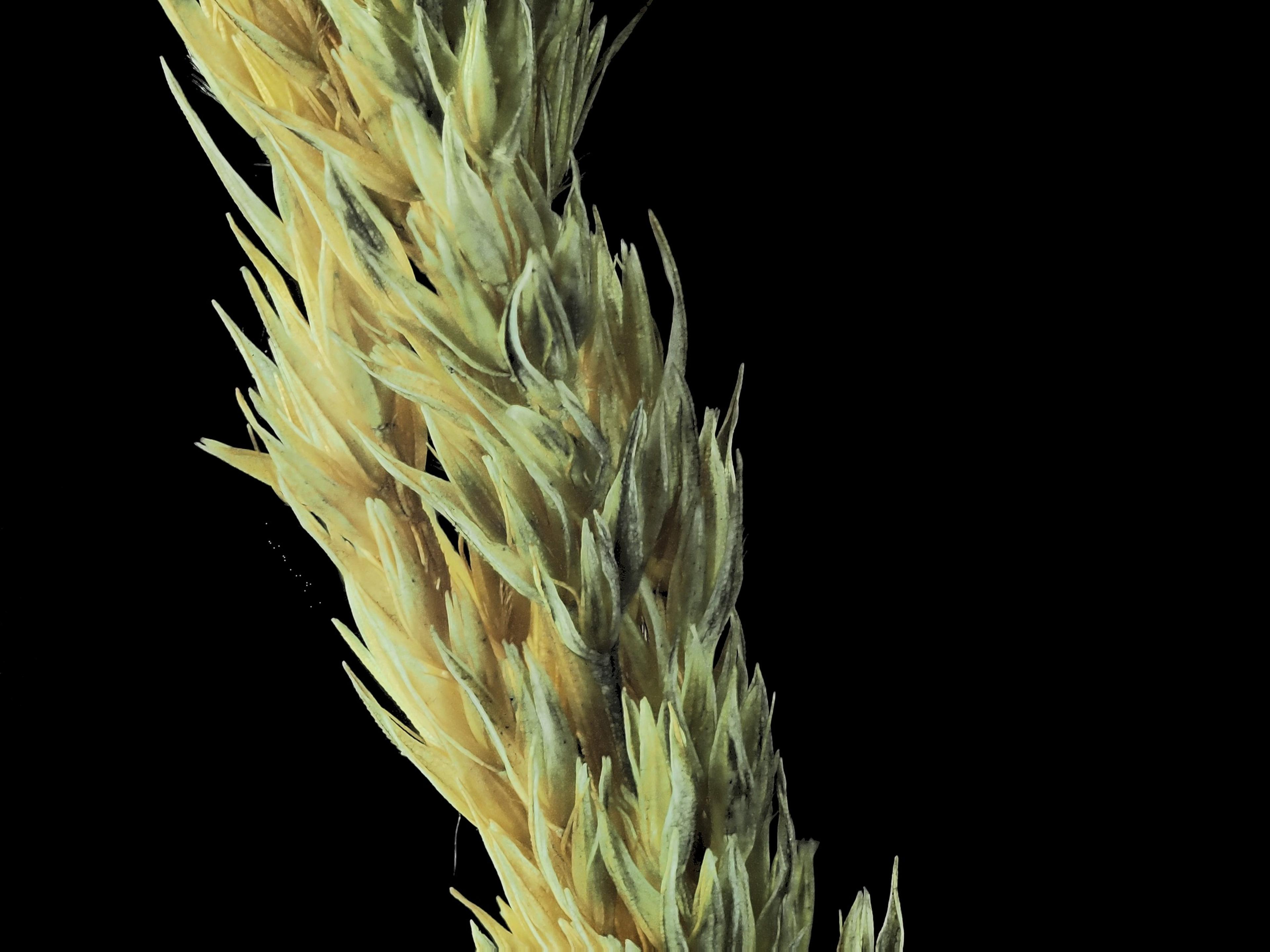 Pacific Reed Grass (Calamagrostis Nutkaensis) — It favors full sun to partial shade and moist, well-drained soil