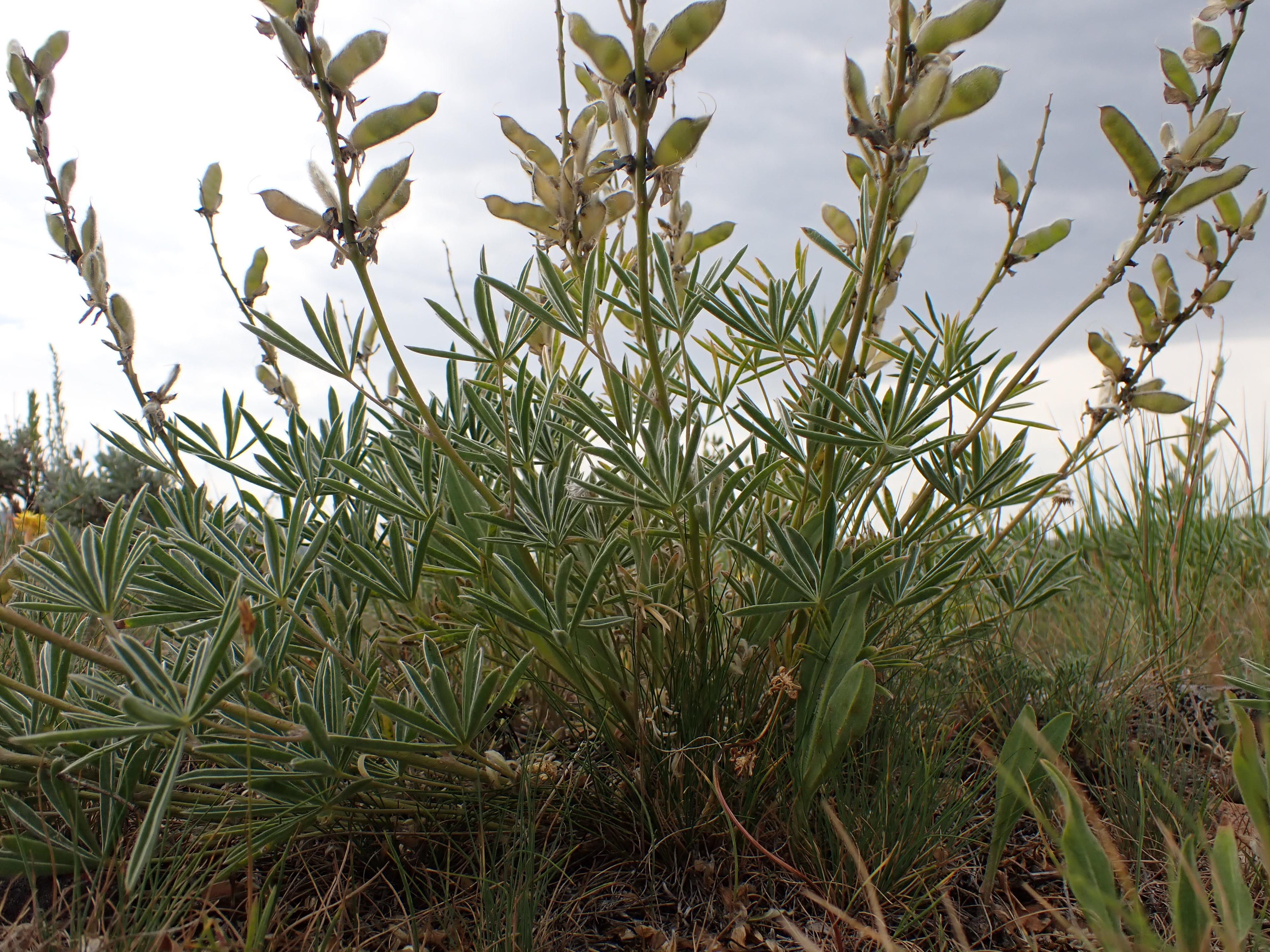 Pacific Lupine (Lupinus Lepidus) — is a perennial herbaceous plant that brings vibrant color and diversity to any landscape; hardiness zones 4-8, image 96