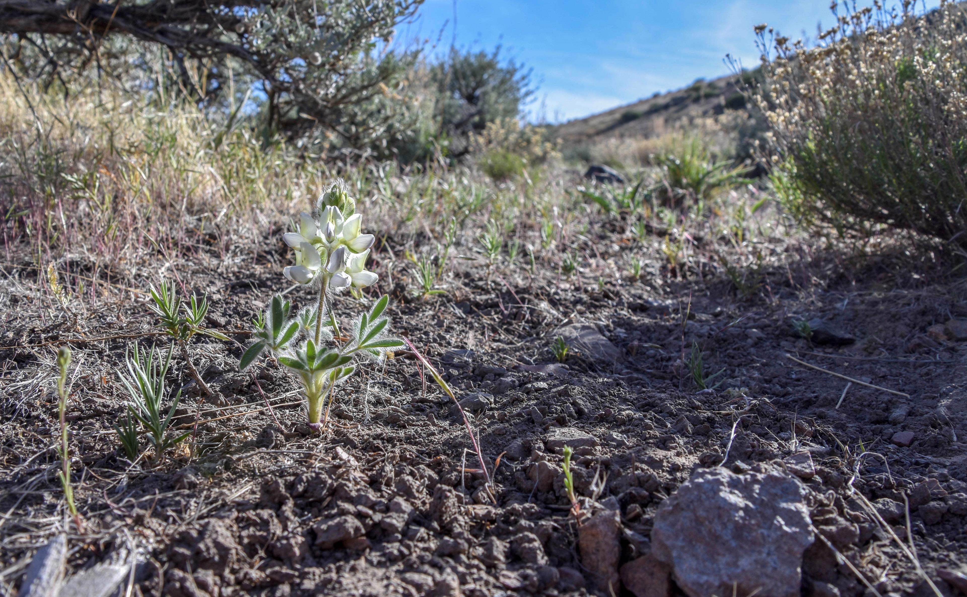 Pacific Lupine (Lupinus Lepidus) — keep in mind its moderate stature; which can be toxic if ingested