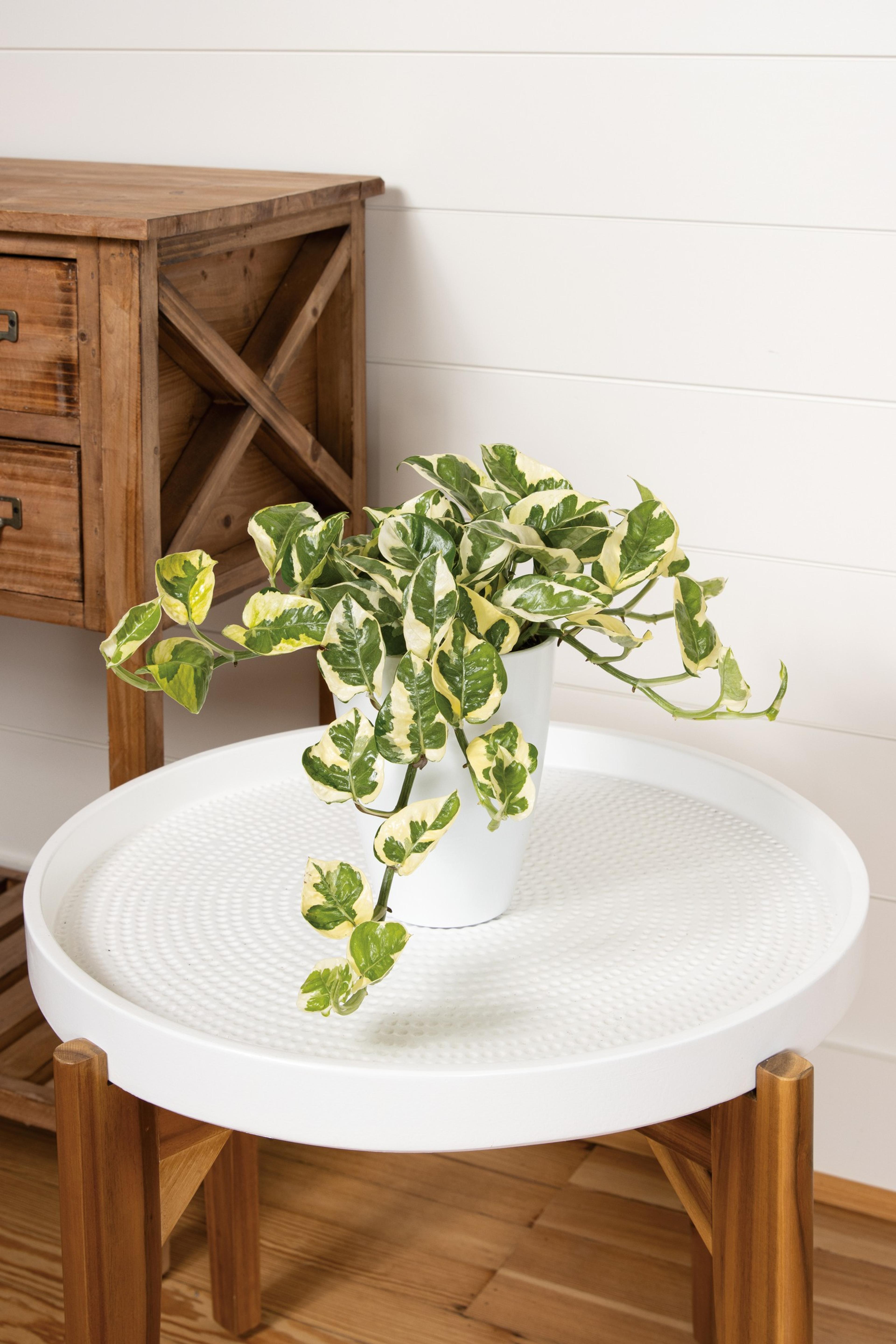'Njoy' Pothos (Epipremnum aureum) — Ideal for desktops, shelves, windowsills, and hanging containers
