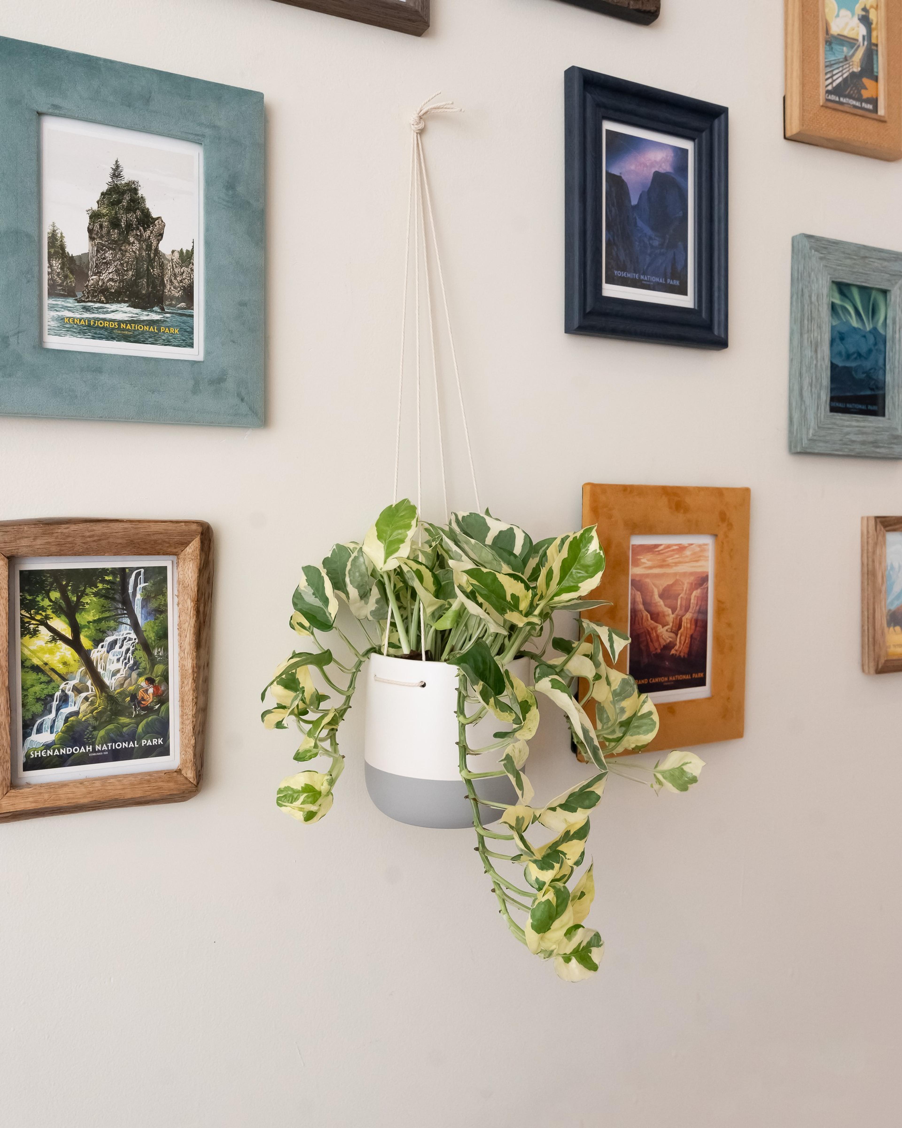 'Njoy' Pothos (Epipremnum aureum) — using well-drained potting mix and watering when the top inch or two dries