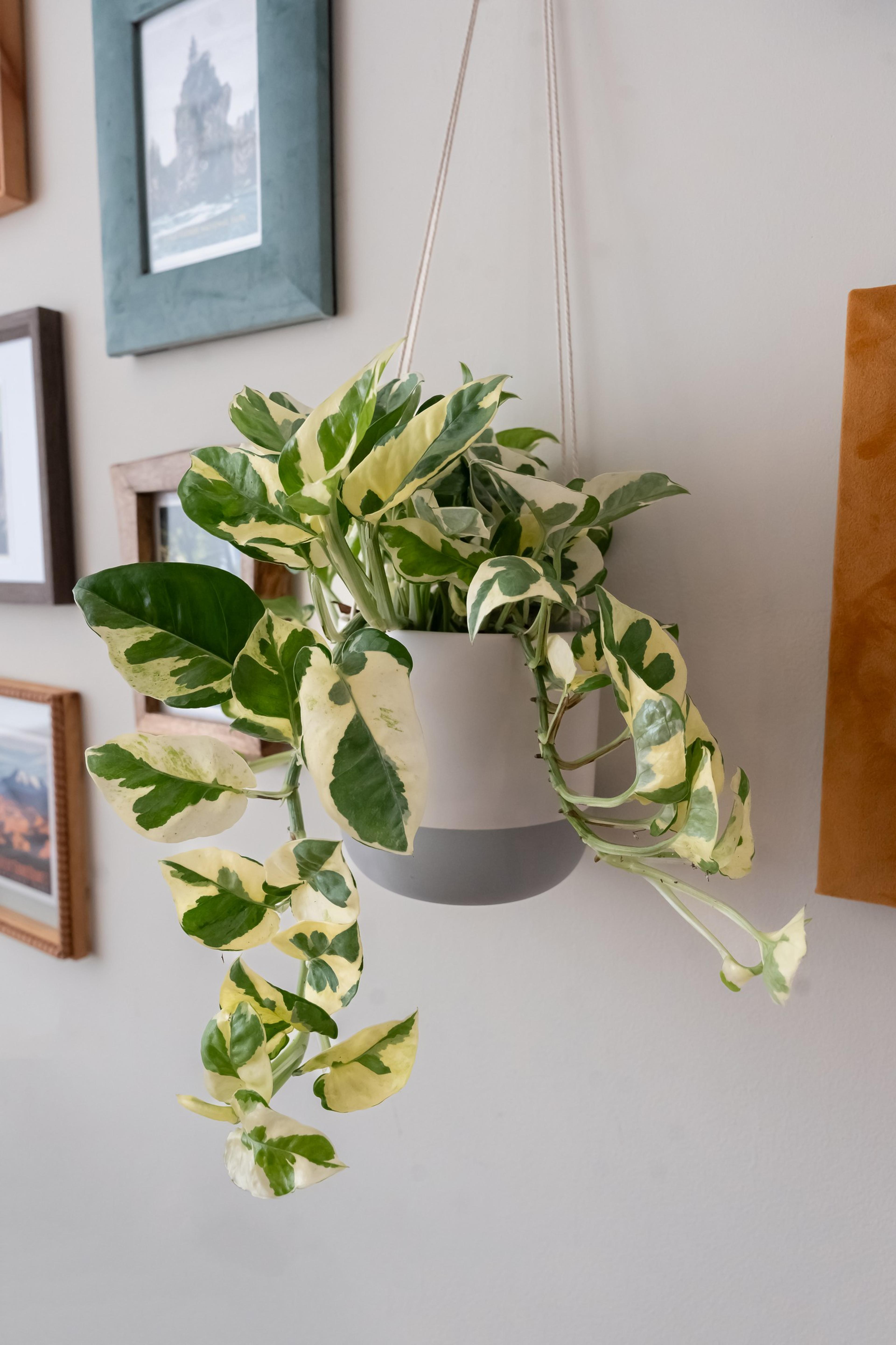 'Njoy' Pothos (Epipremnum aureum) — Grow in low to bright indirect light