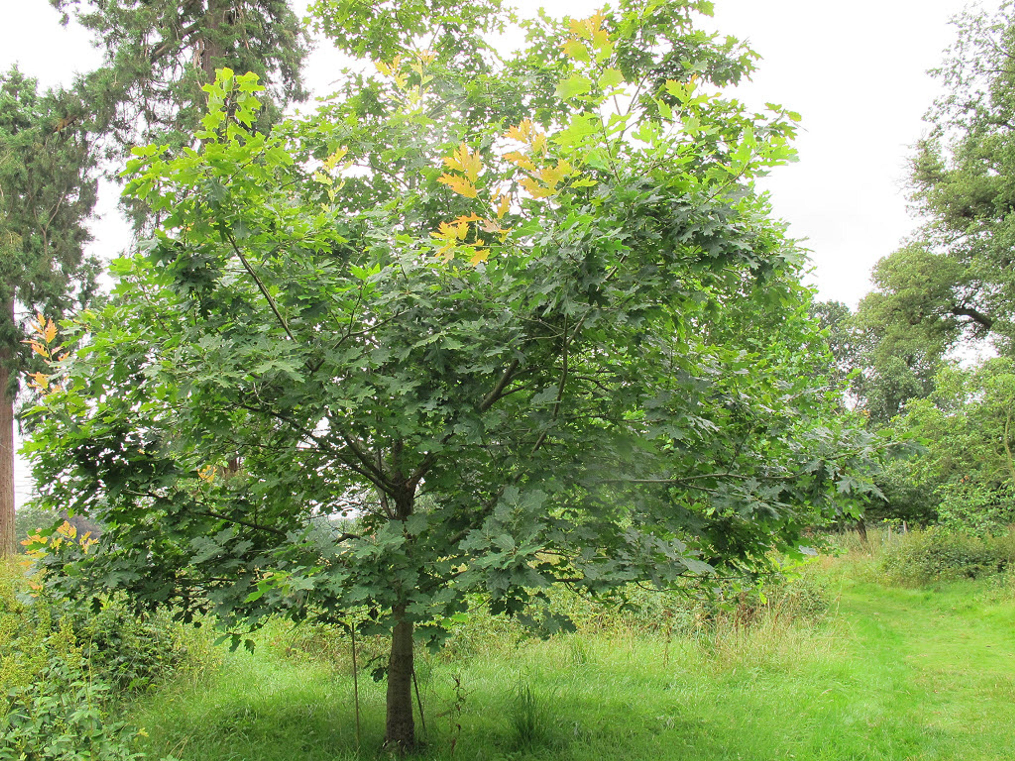 Shumard Oak (Quercus Shumardii) — it is ideal for large spaces