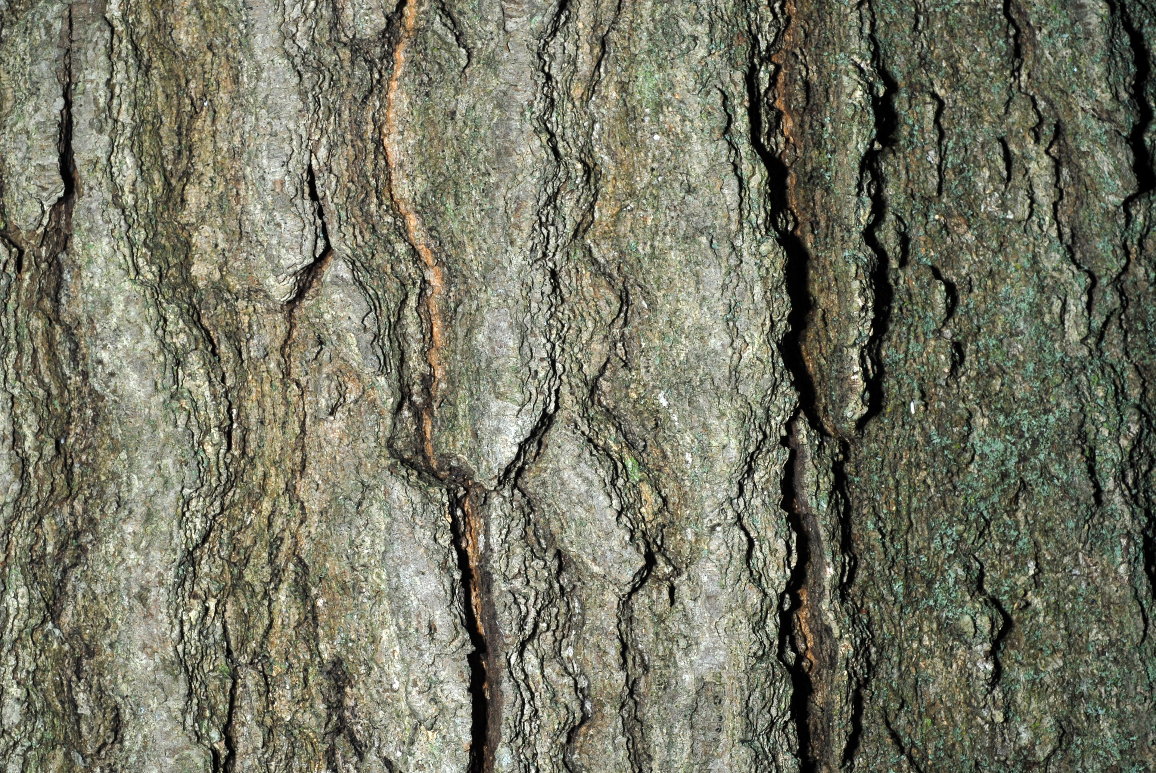 Shumard Oak (Quercus Shumardii) — Exhibits a striking red fall color and sturdy structure