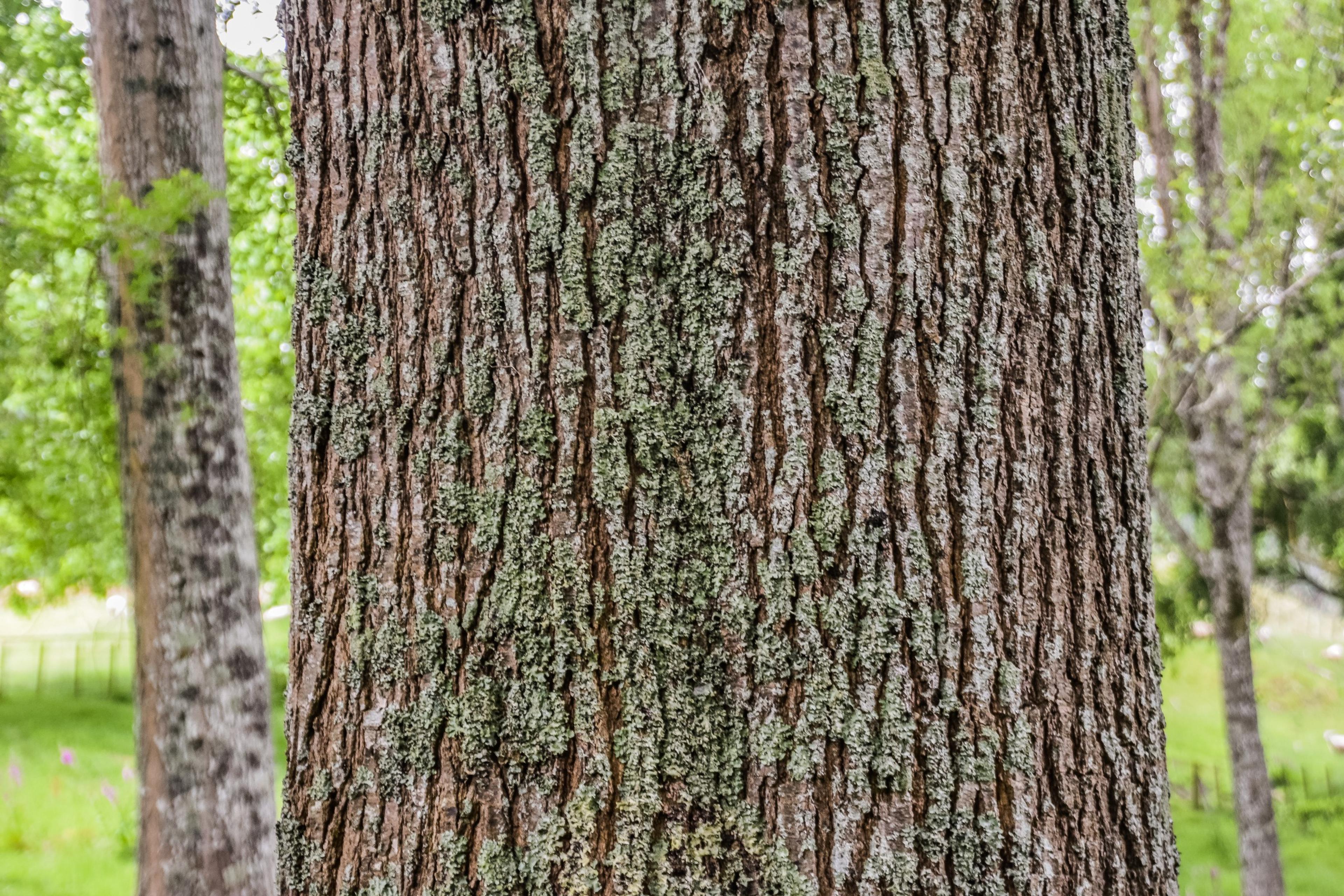 Shumard Oak (Quercus Shumardii) — ensuring that the tree has ample space to establish its deep and extensive root system
