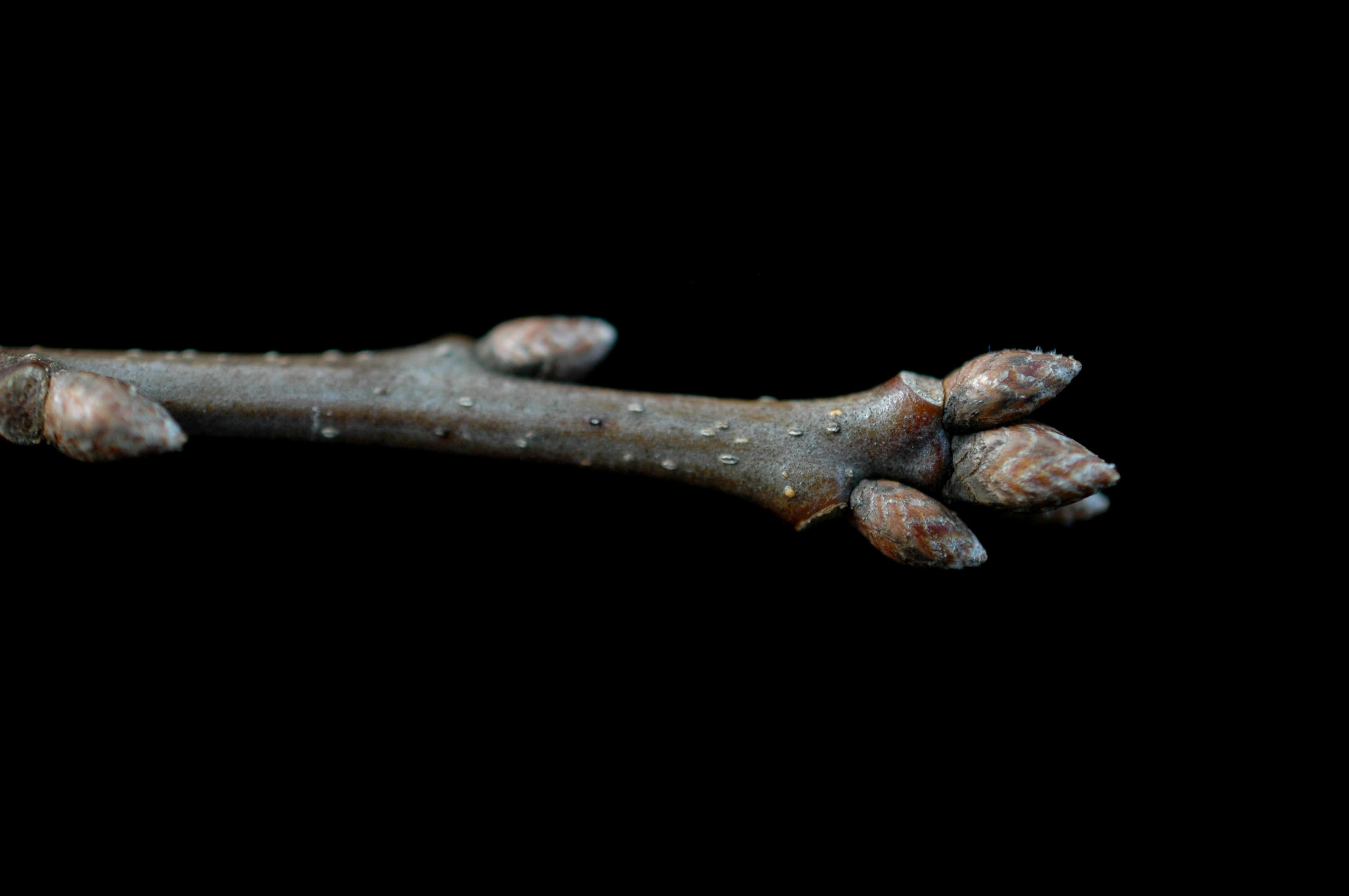Shumard Oak (Quercus Shumardii) — it can soar even higher up to about 100 feet, image 53