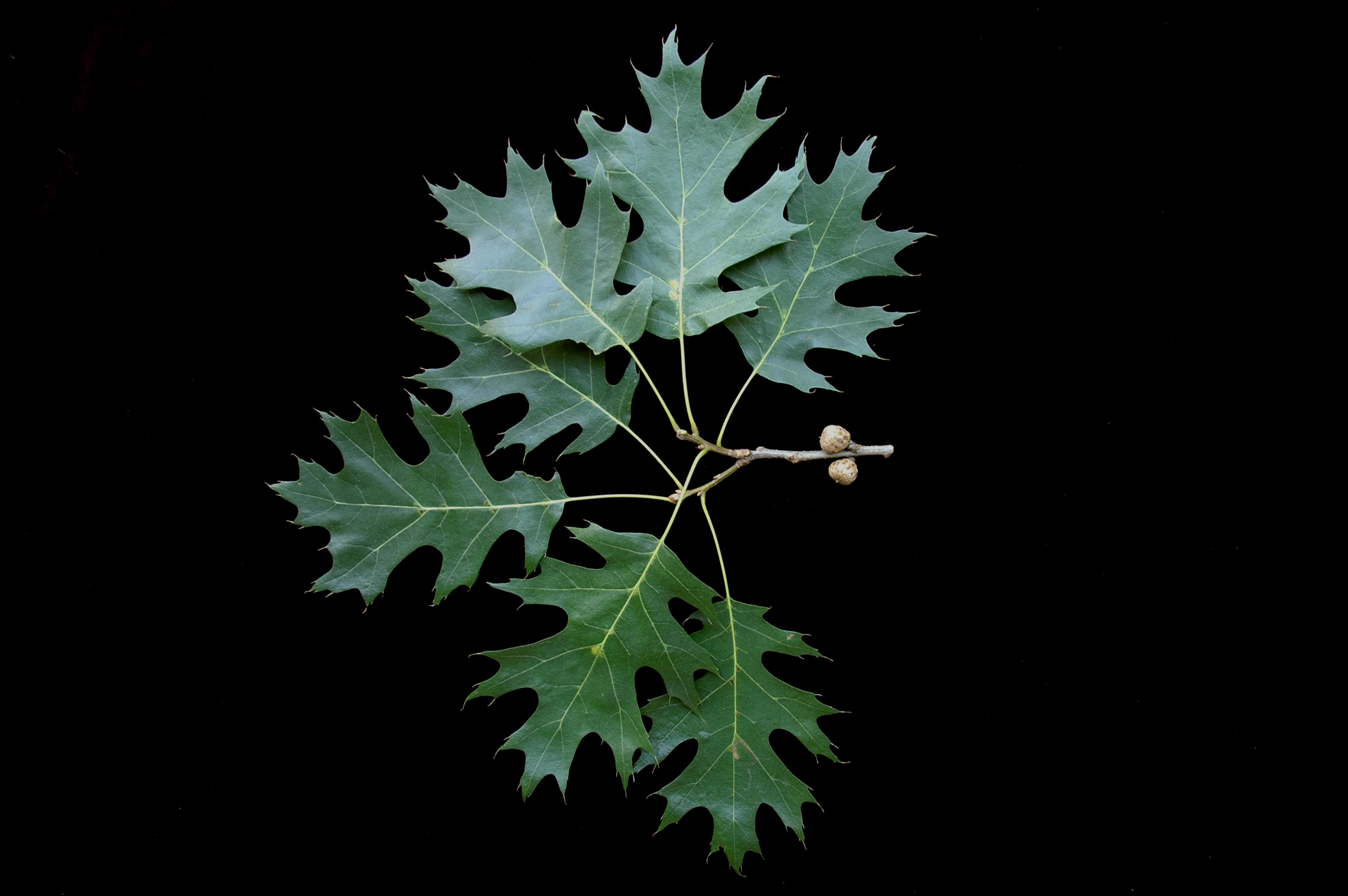 Shumard Oak (Quercus Shumardii) — transitioning from a lush; serve as a food source to local wildlife