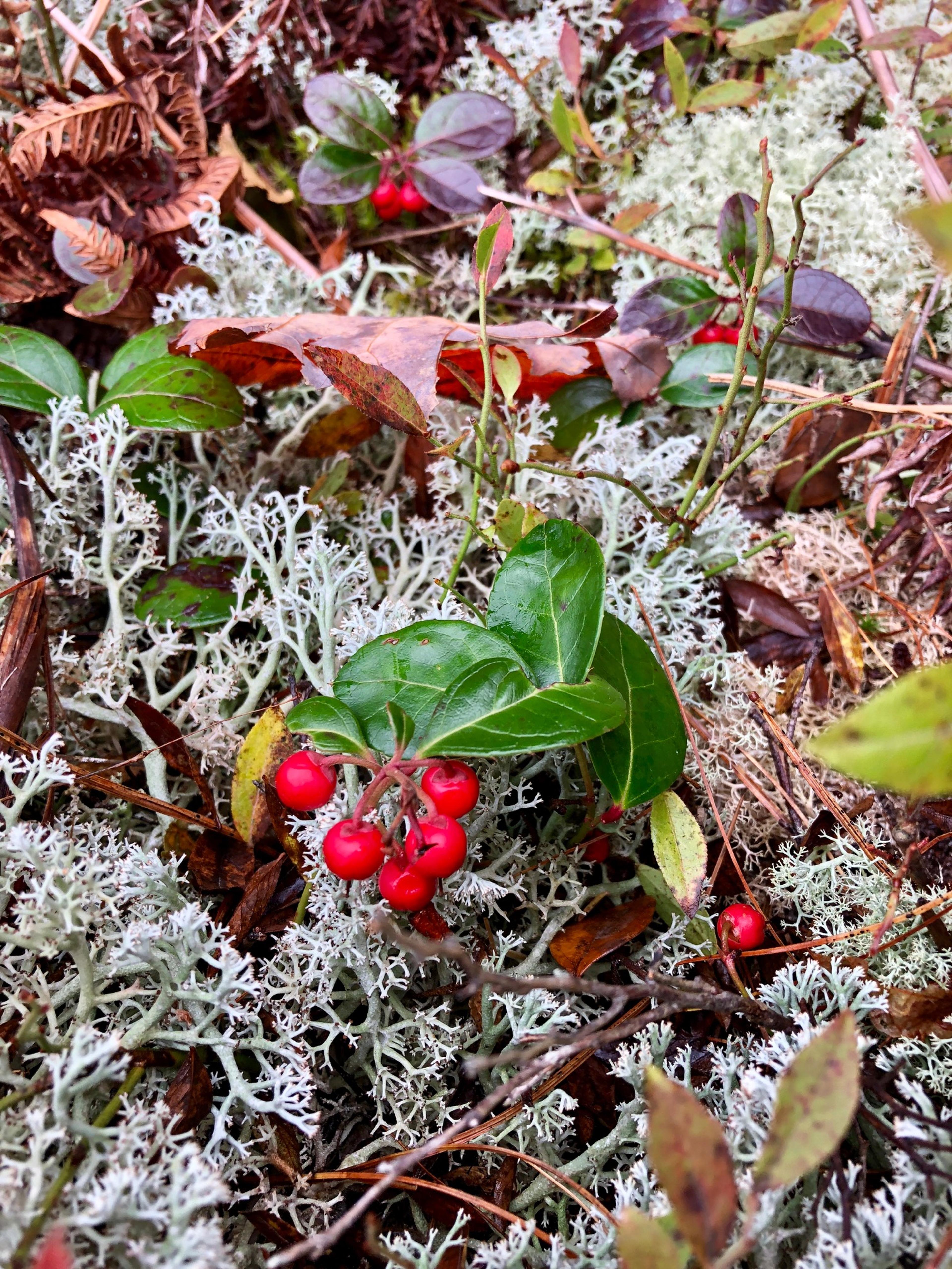 Winterberry (Ilex Verticillata) — Winterberry can be used for naturalistic plantings; dark green leaves create a lush backdrop before yielding to a yellowish
