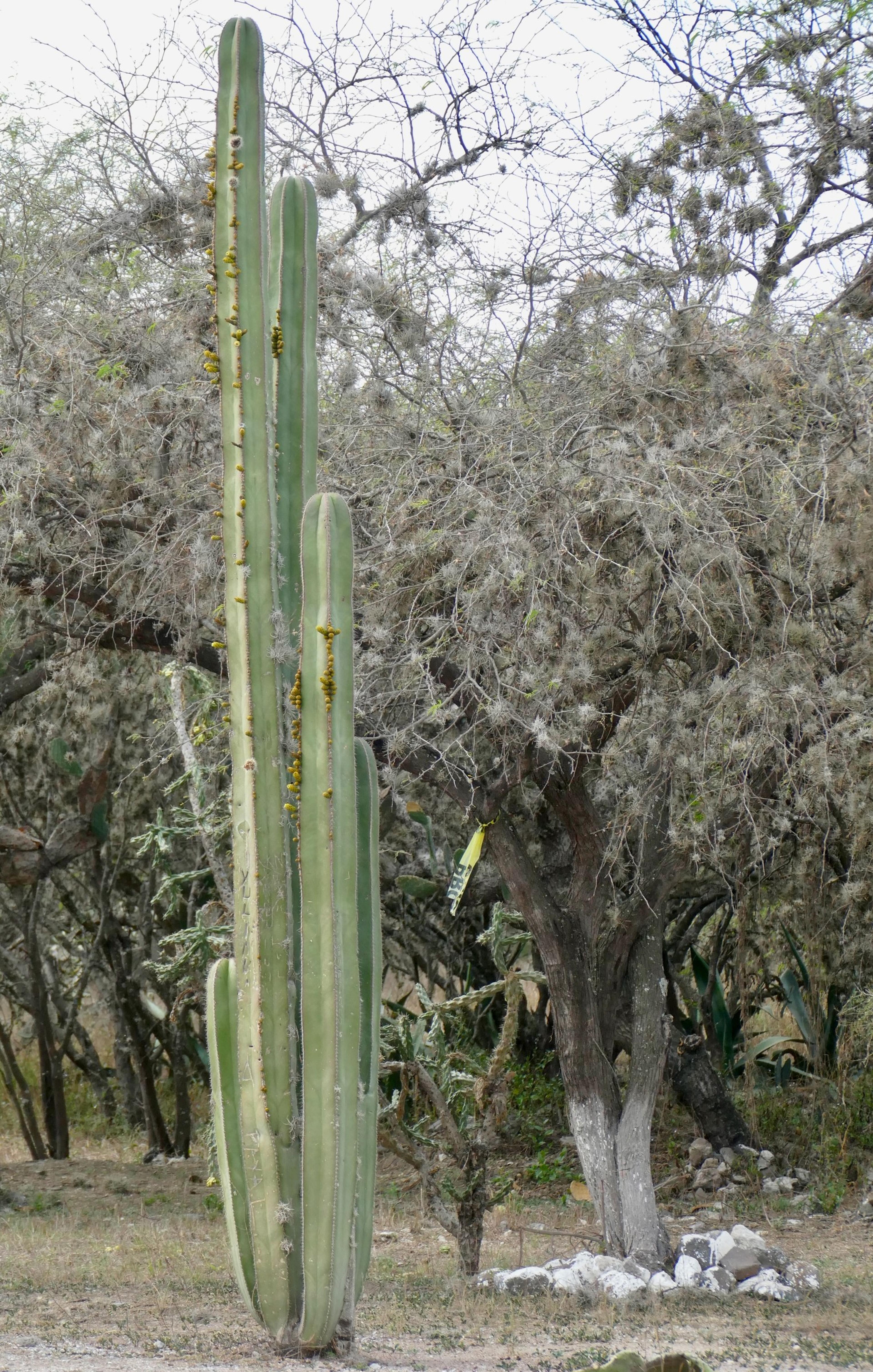 Mexican Fence Post Cactus (Stenocereus marginatus) — with stems ranging from 4-6 inches in diameter
