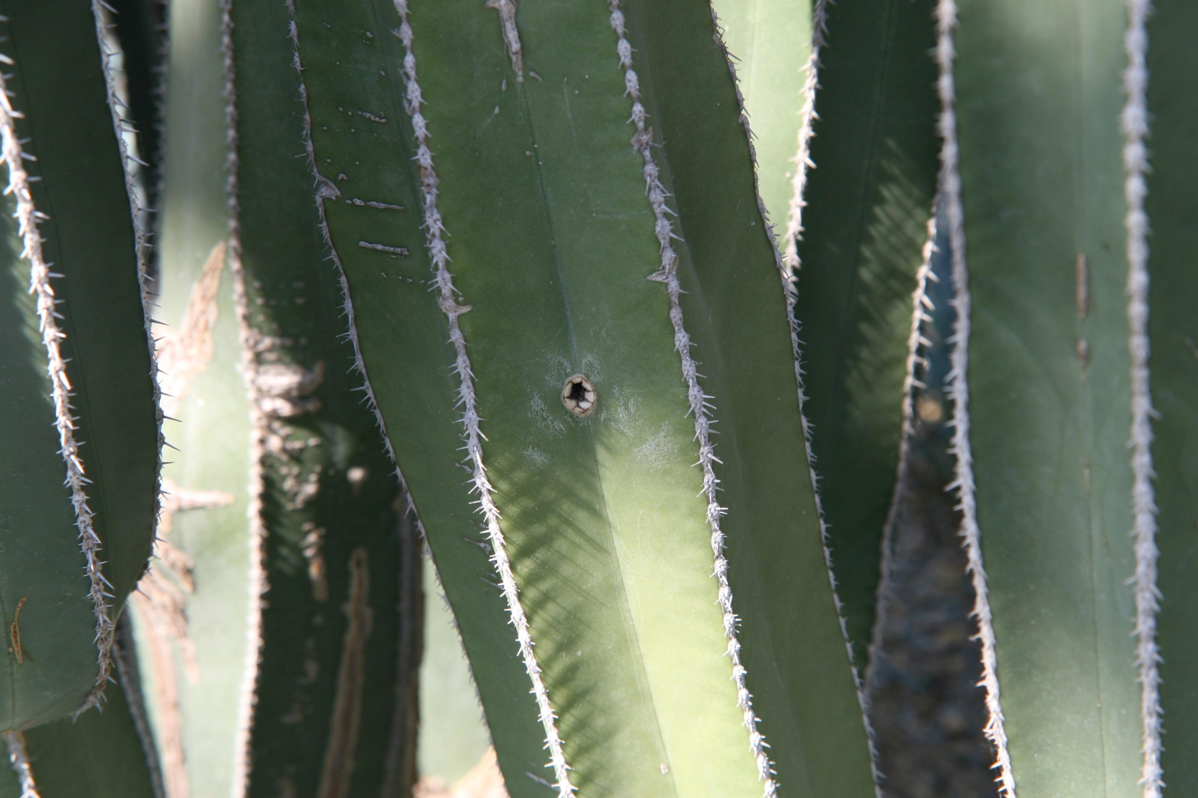 Mexican Fence Post Cactus (Stenocereus marginatus) — deep green stems feature thin