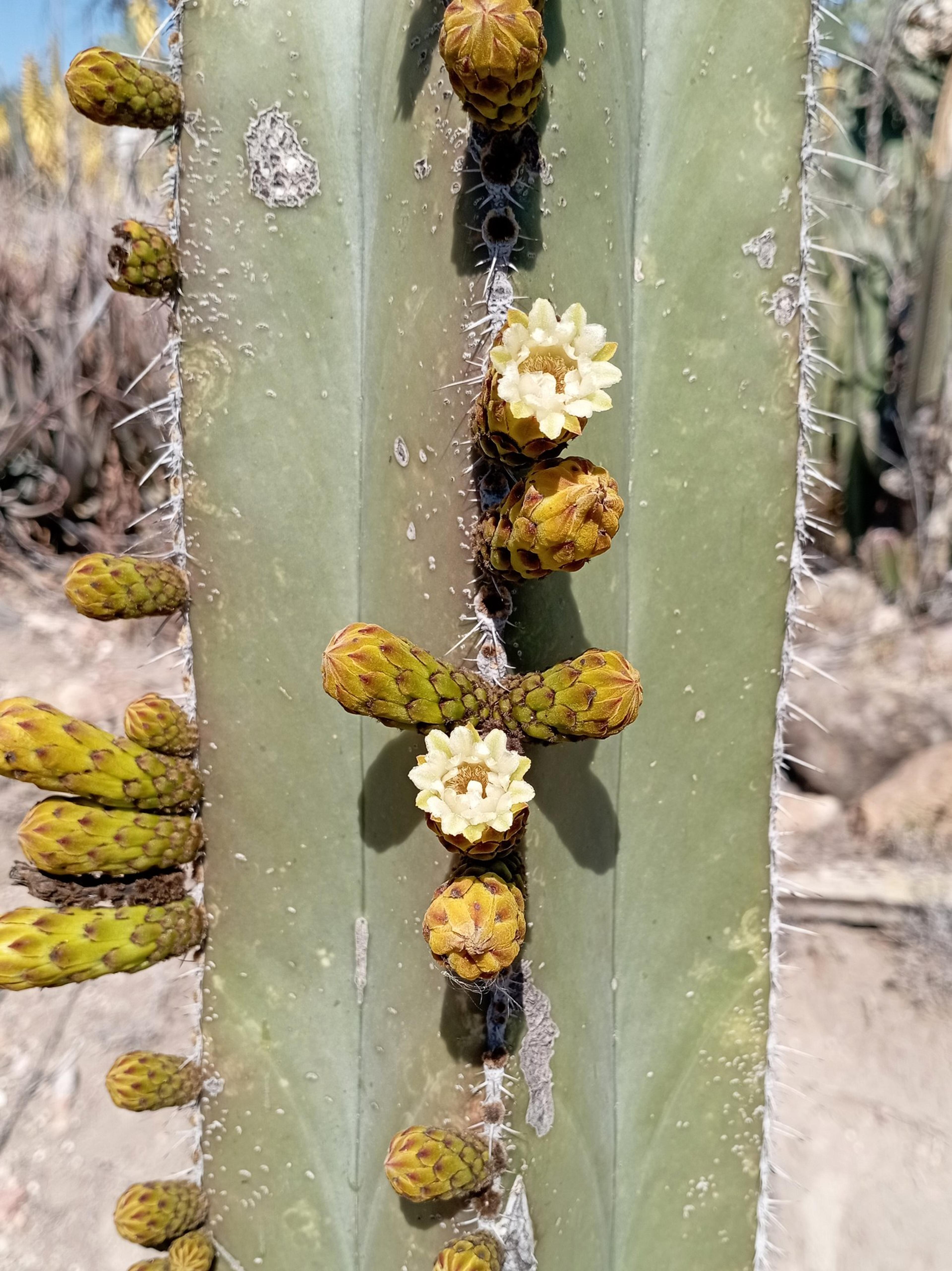 Mexican Fence Post Cactus (Stenocereus marginatus) — the Stenocereus marginata blooms with nocturnal white flowers that open at night and close by dawn