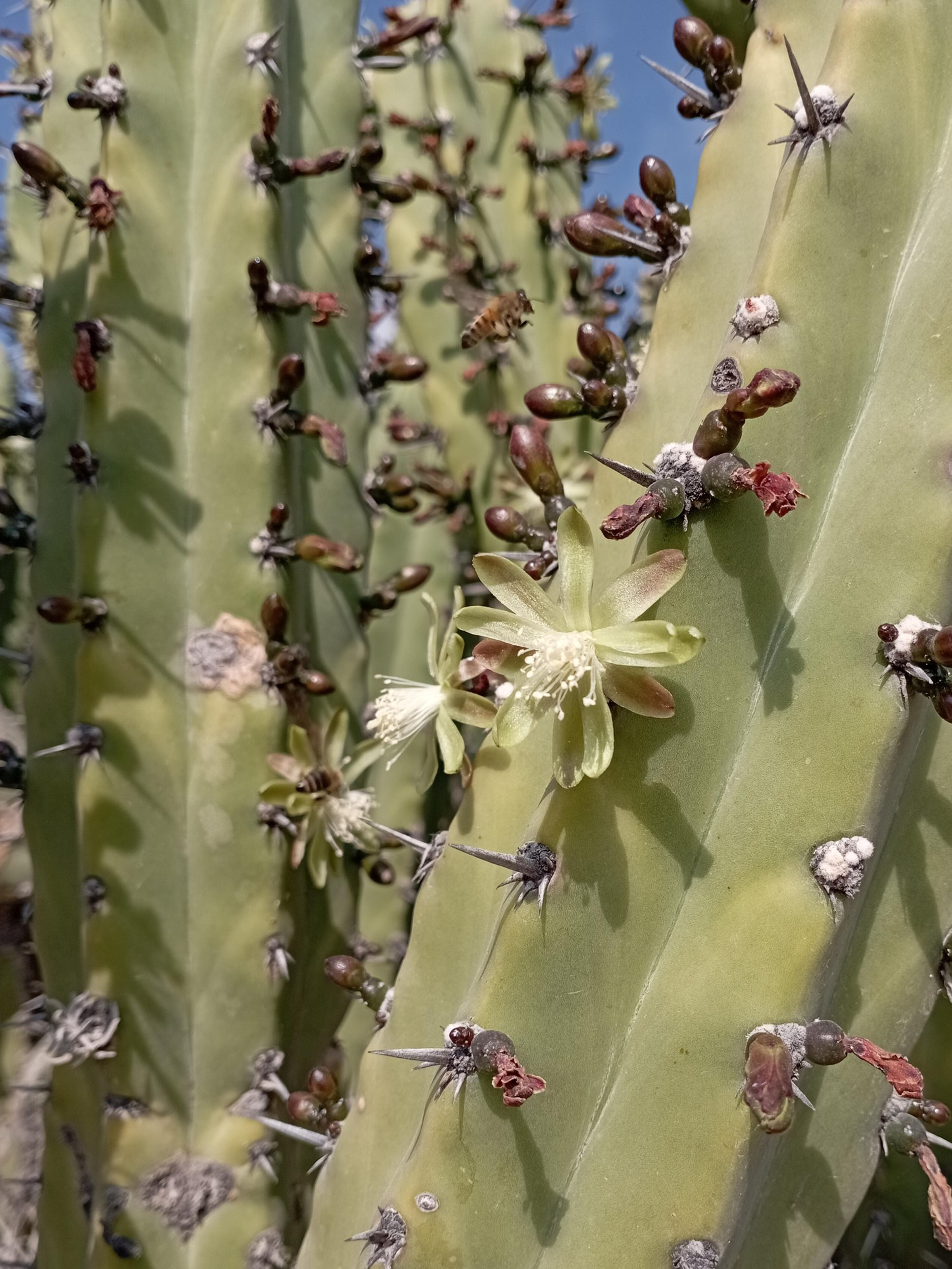Mexican Fence Post Cactus (Stenocereus marginatus) — consider its mature size for appropriate spacing and the full expression of its stunning architectural form