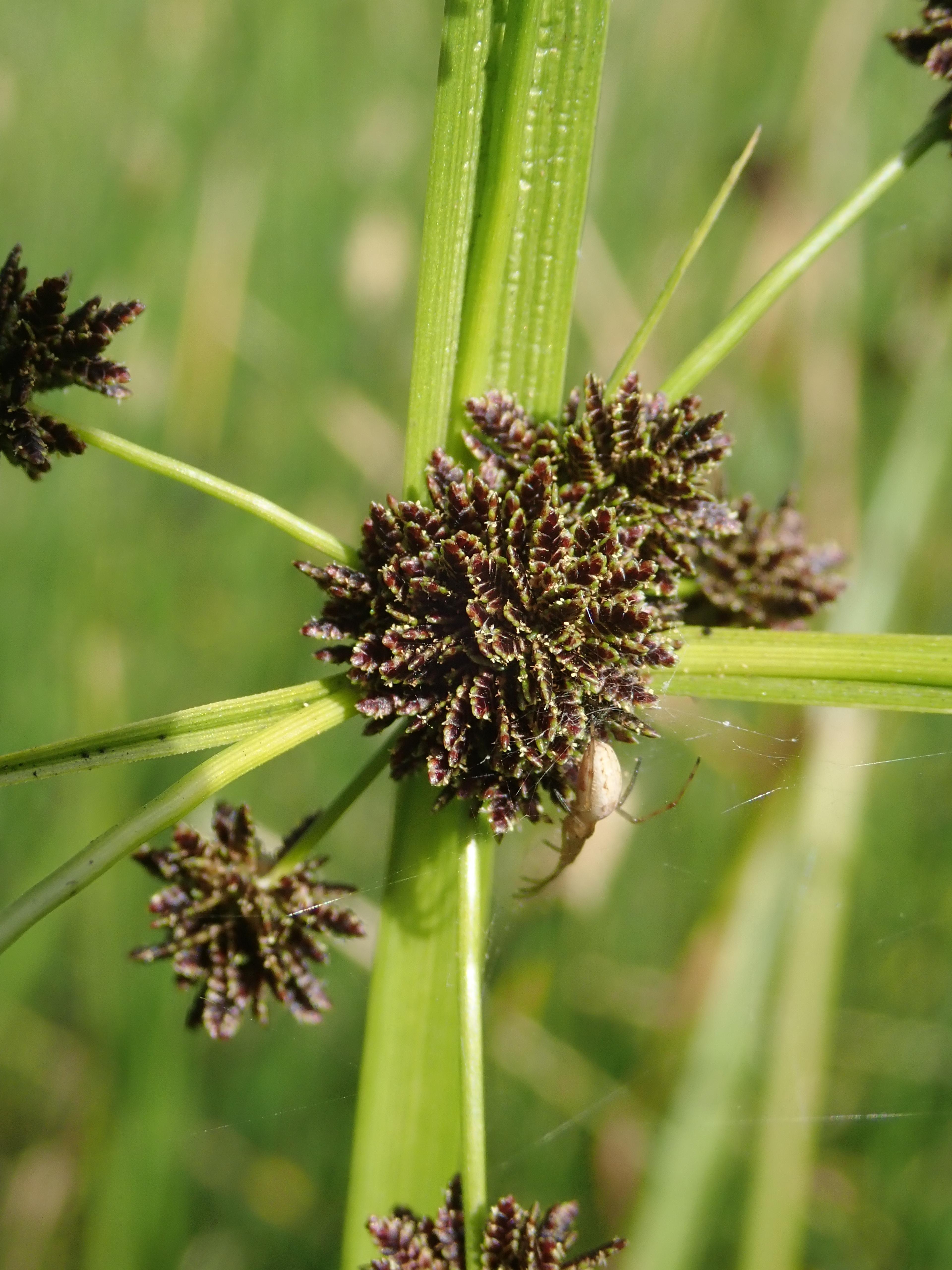 Umbrella Plant, Umbrella Flatsedge (Cyperus Alternifolius) — creating the plant's umbrella-like appearance.<br><br>Native to Madagascar; it's a showy choice