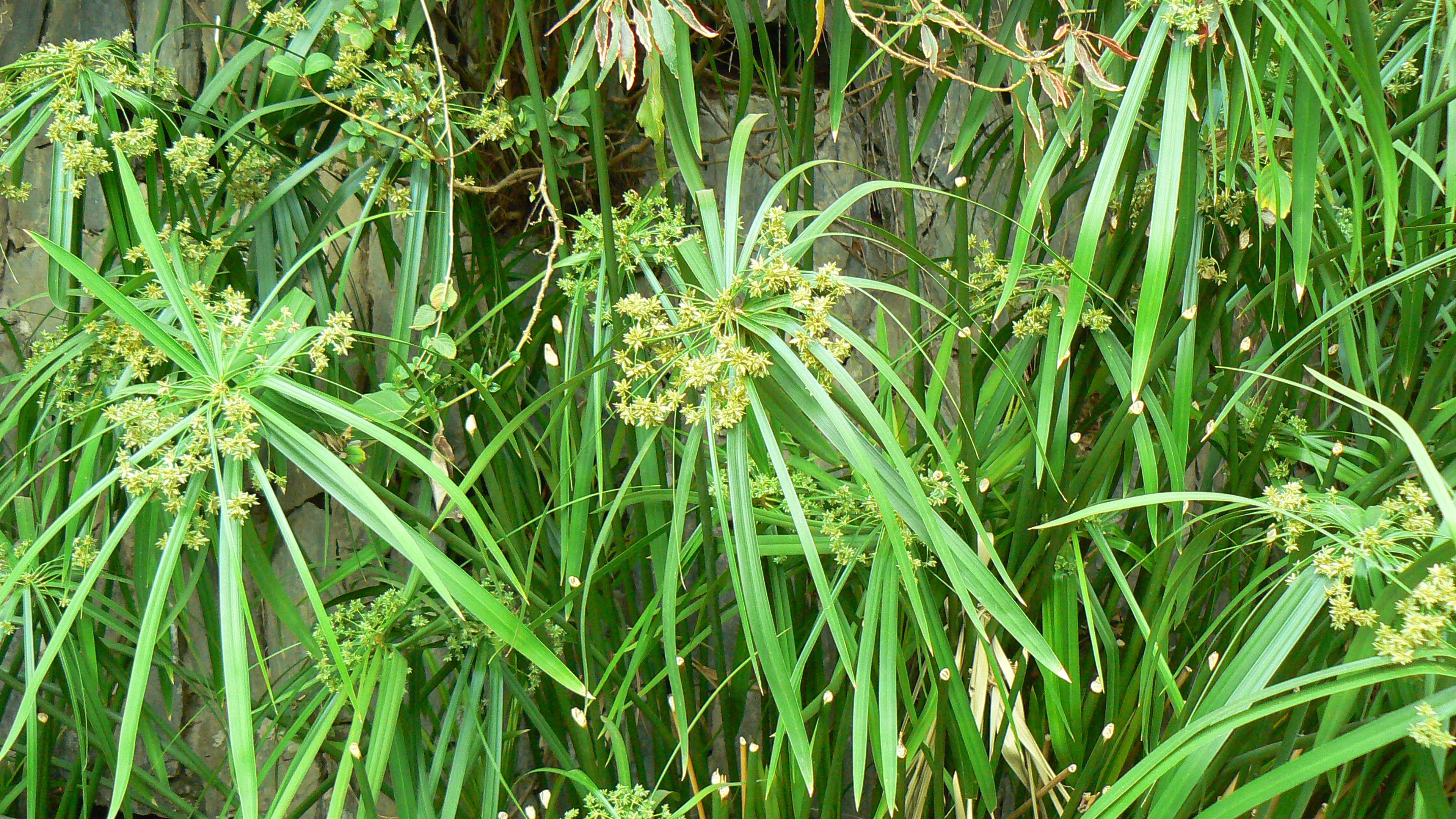 Umbrella Plant, Umbrella Flatsedge (Cyperus Alternifolius) — so thoughtful placement and potential containment measures should be considered; also known as the