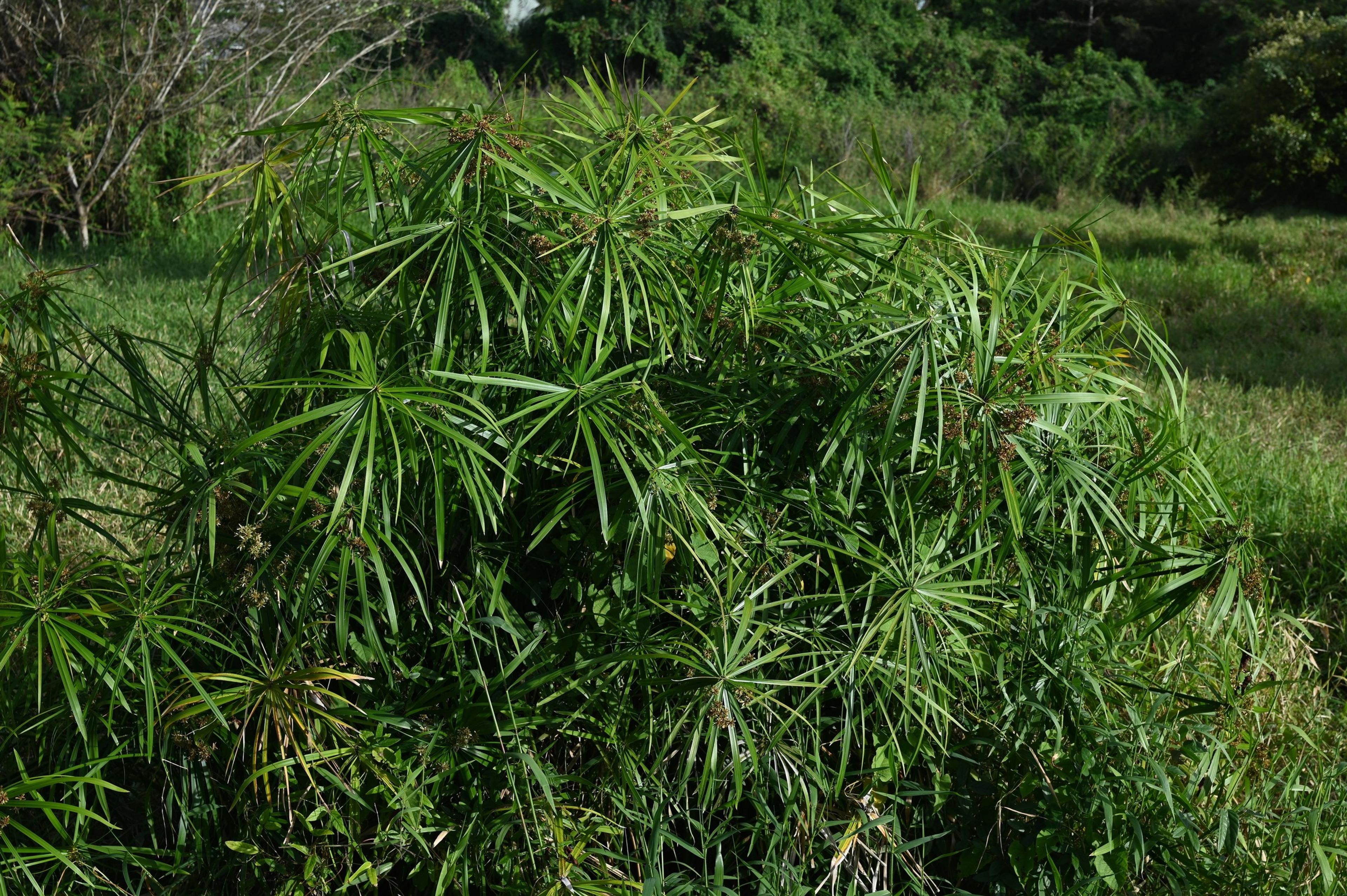 Umbrella Plant, Umbrella Flatsedge (Cyperus Alternifolius) — with its graceful leaves spreading up to 3 feet across; creating the plant's umbrella-like