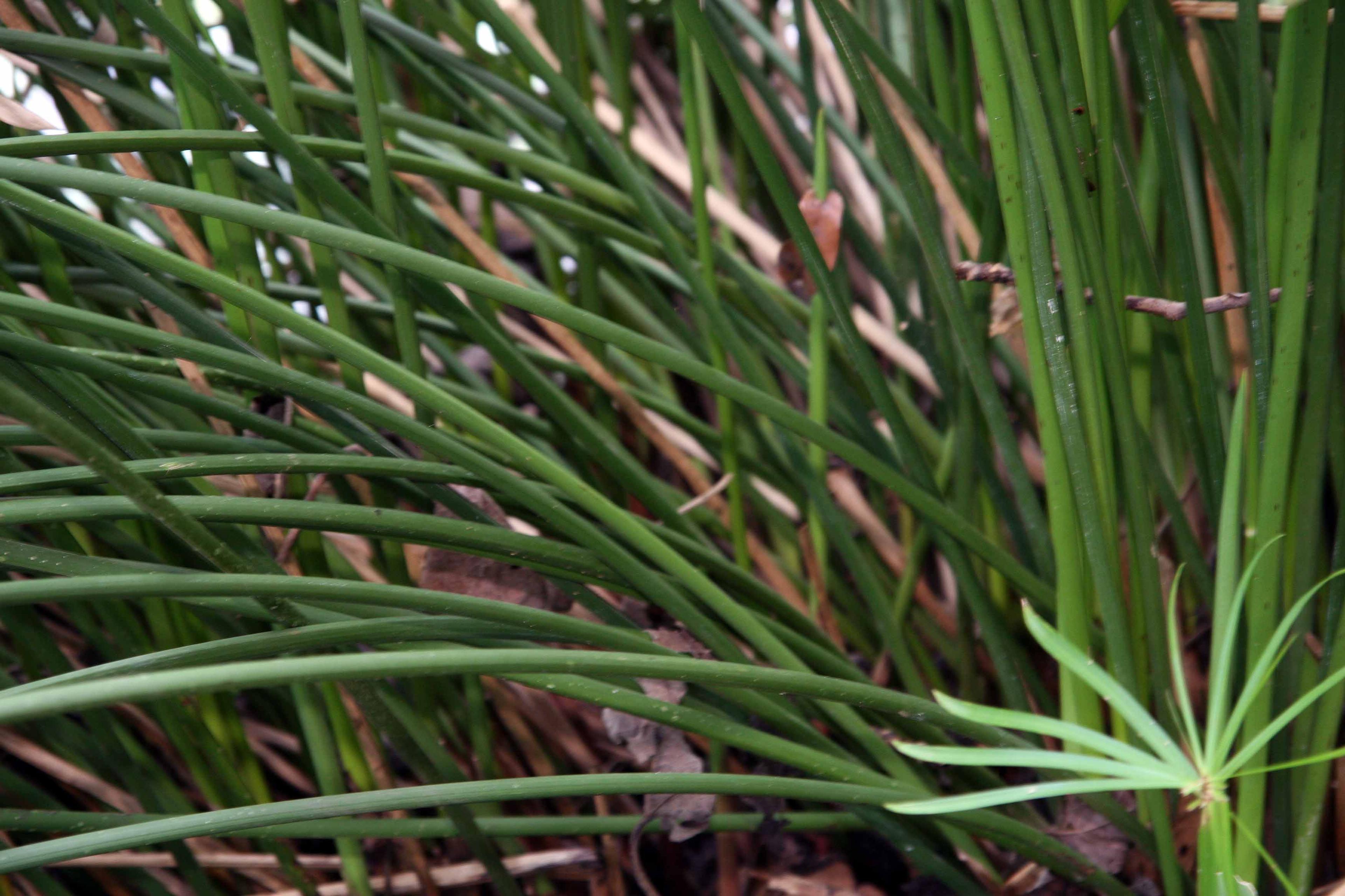 Umbrella Plant, Umbrella Flatsedge (Cyperus Alternifolius) — This low-maintenance plant thrives in full sun to partial shade and prefers consistently moist