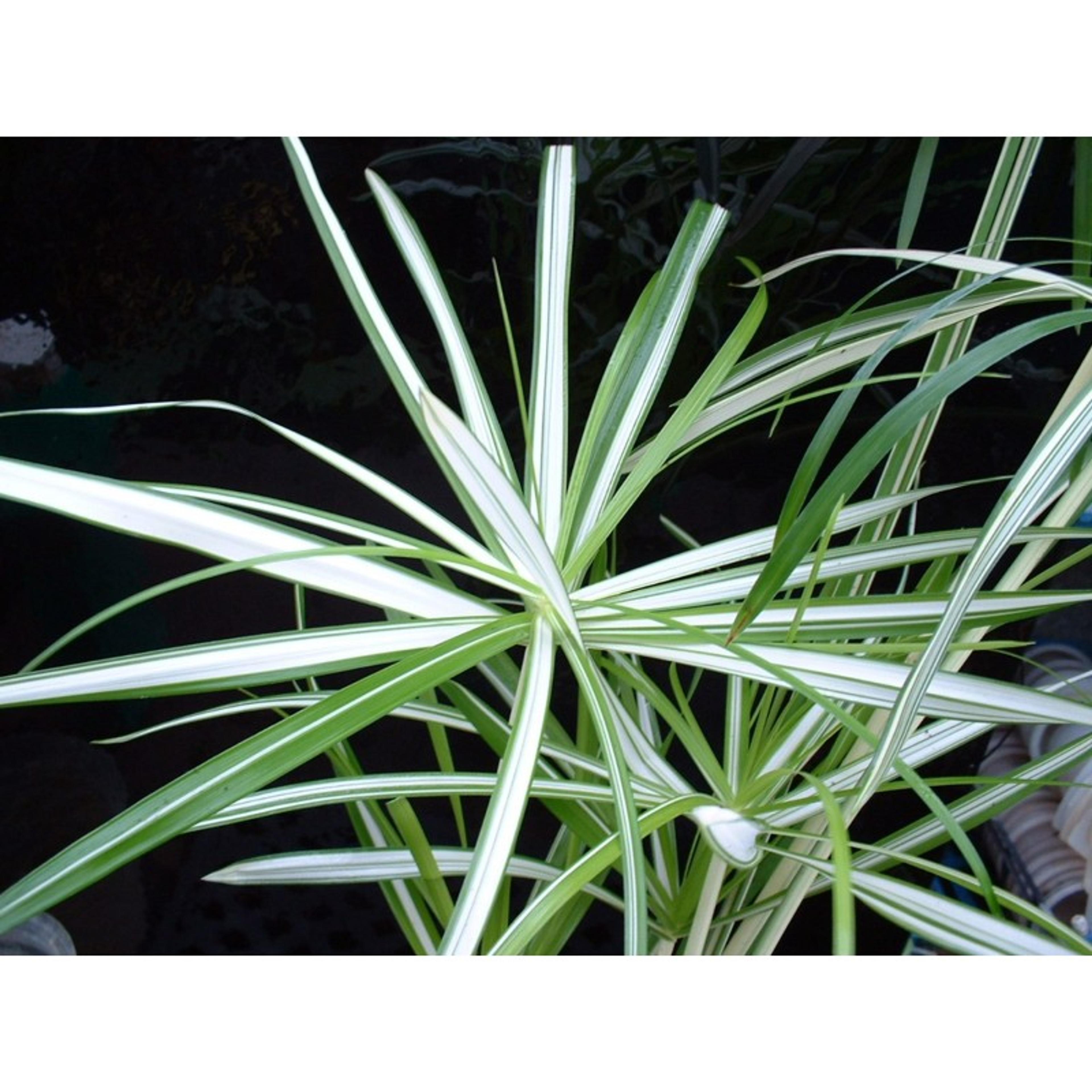 Umbrella Plant, Umbrella Flatsedge (Cyperus Alternifolius) — It features radiating leaves that form an umbrella-like shape atop sturdy, green stems, image 32