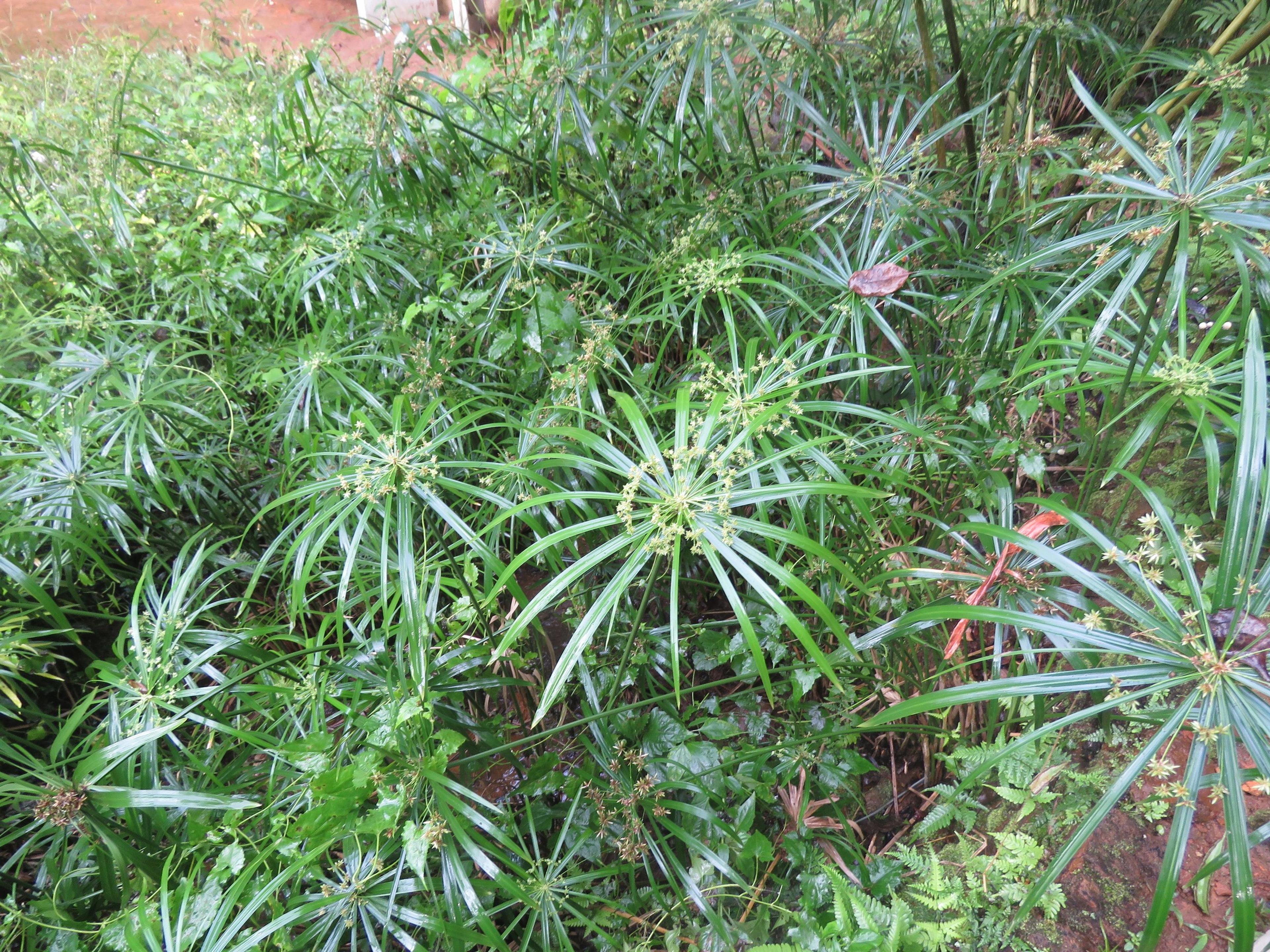 Umbrella Plant, Umbrella Flatsedge (Cyperus Alternifolius) — is a tropical plant renowned for its distinctive radiating leaves that resemble the, image 37
