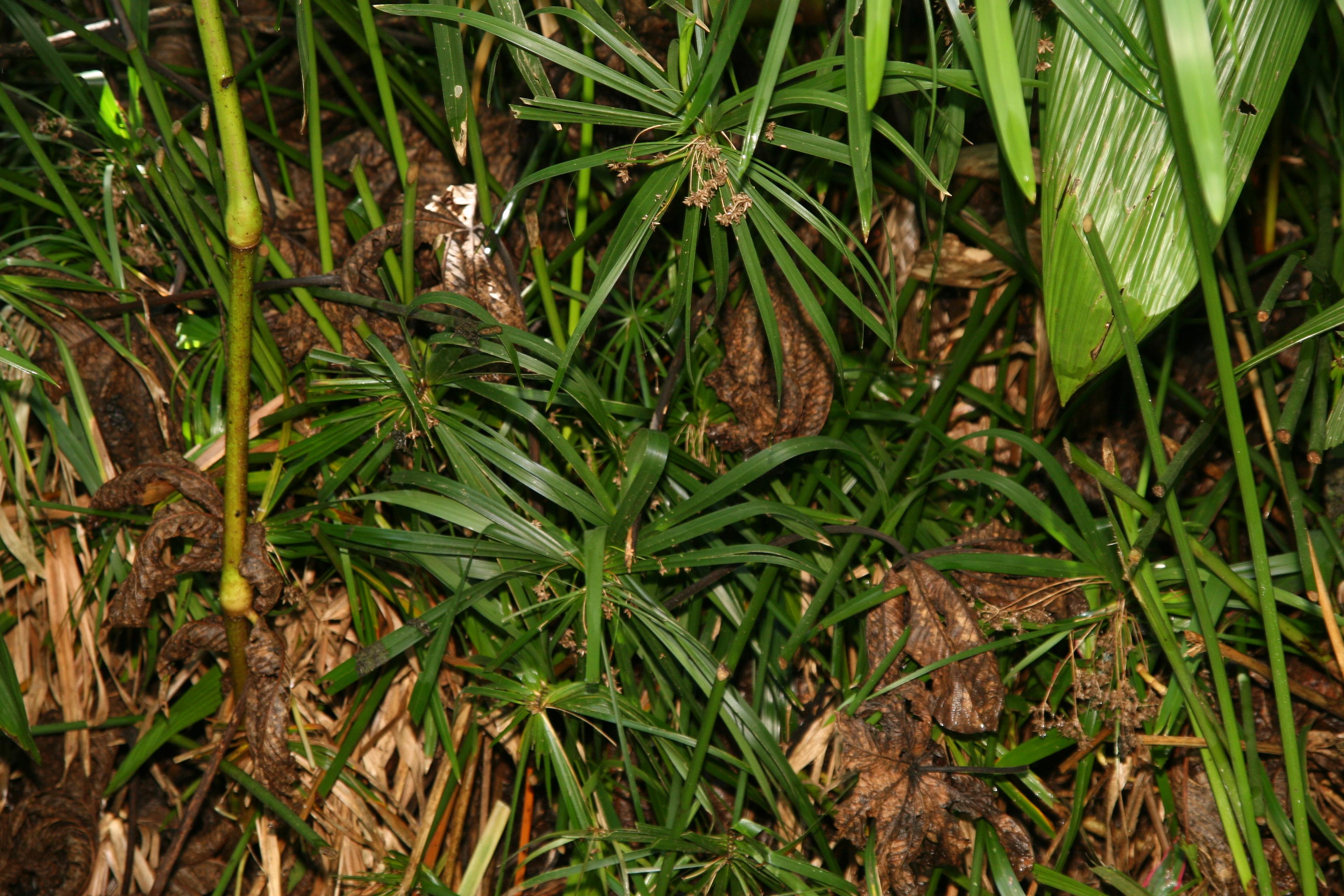 Umbrella Plant, Umbrella Flatsedge (Cyperus Alternifolius) — commonly known as the Umbrella Plant or Umbrella Papyrus; ideal for adding vertical interest to