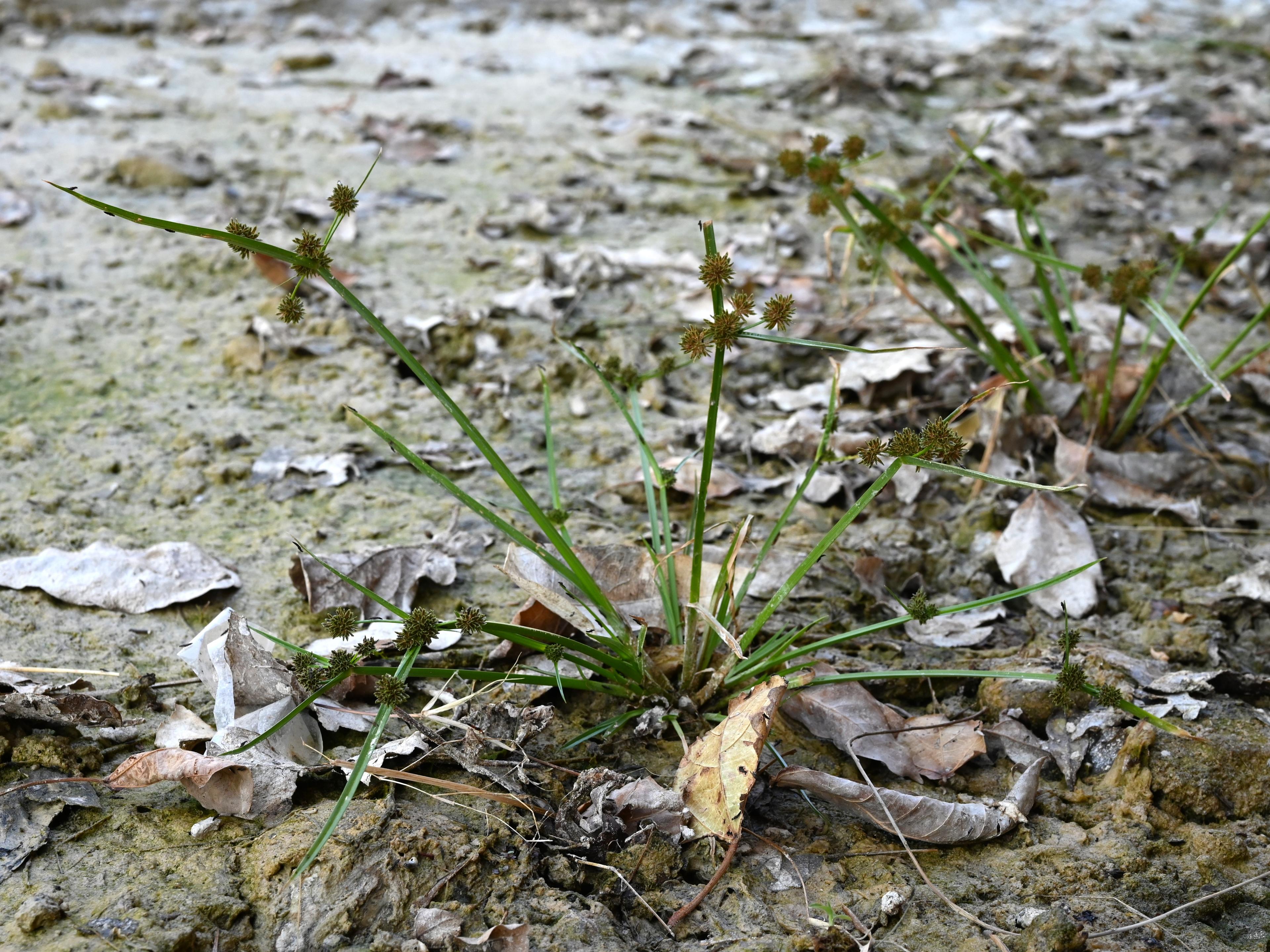 Umbrella Plant, Umbrella Flatsedge (Cyperus Alternifolius) — though it does best in soil that is rich and retains moisture; it can become invasive if not