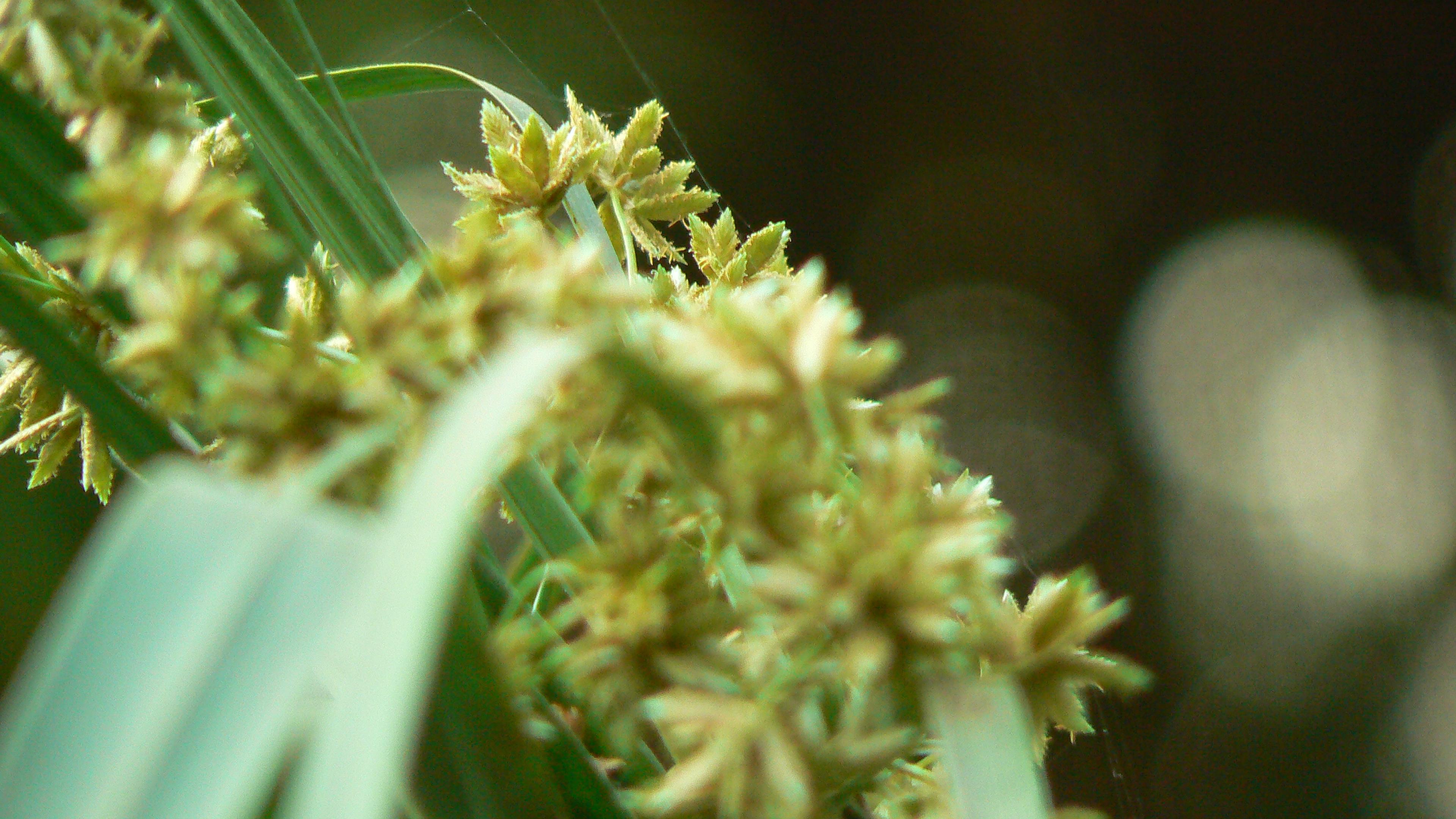 Umbrella Plant, Umbrella Flatsedge (Cyperus Alternifolius) — also known as the Umbrella Papyrus or by its scientific name Cyperus alternifolius, image 66