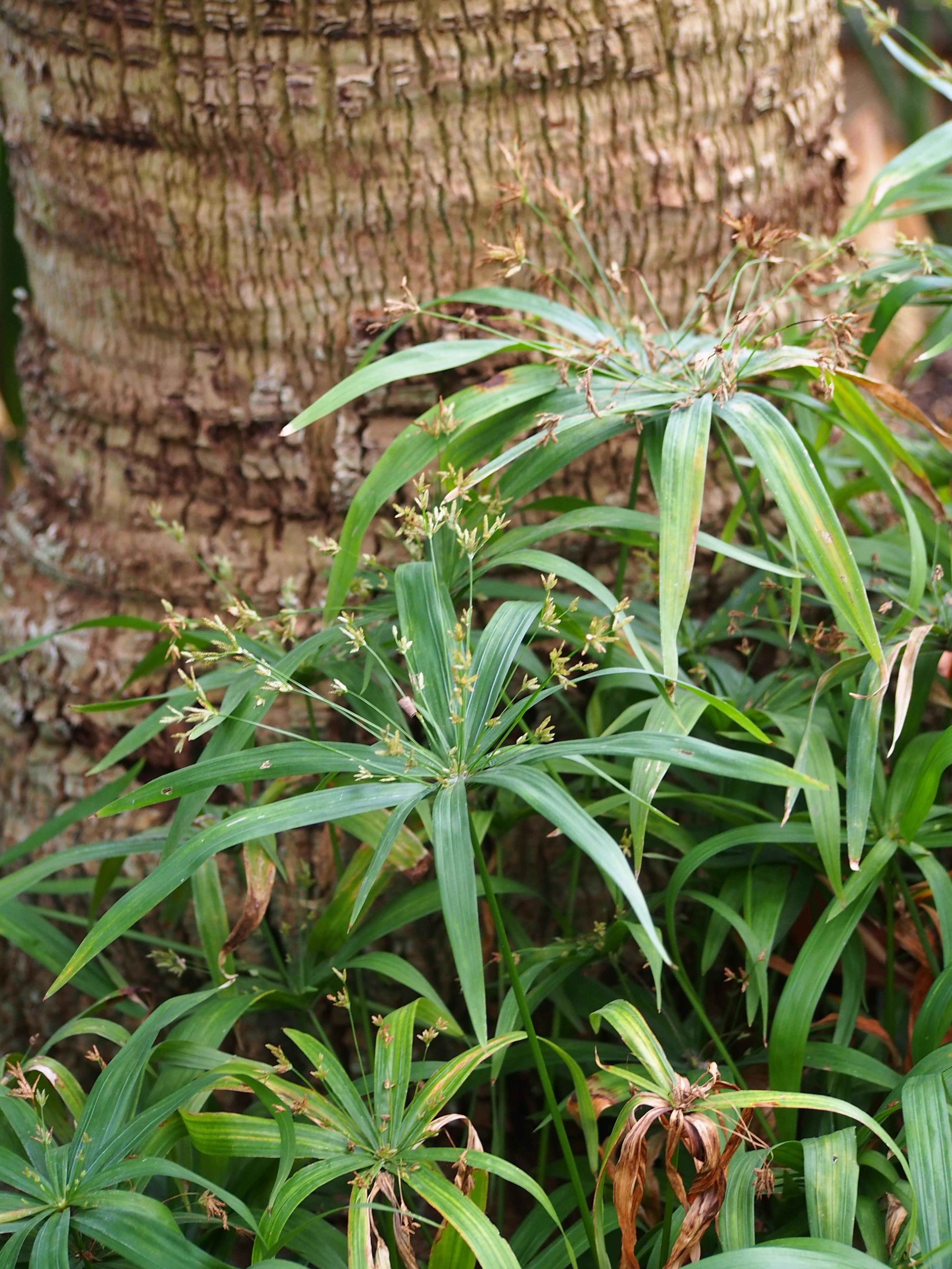 Umbrella Plant, Umbrella Flatsedge (Cyperus Alternifolius) — it can become invasive if not managed properly