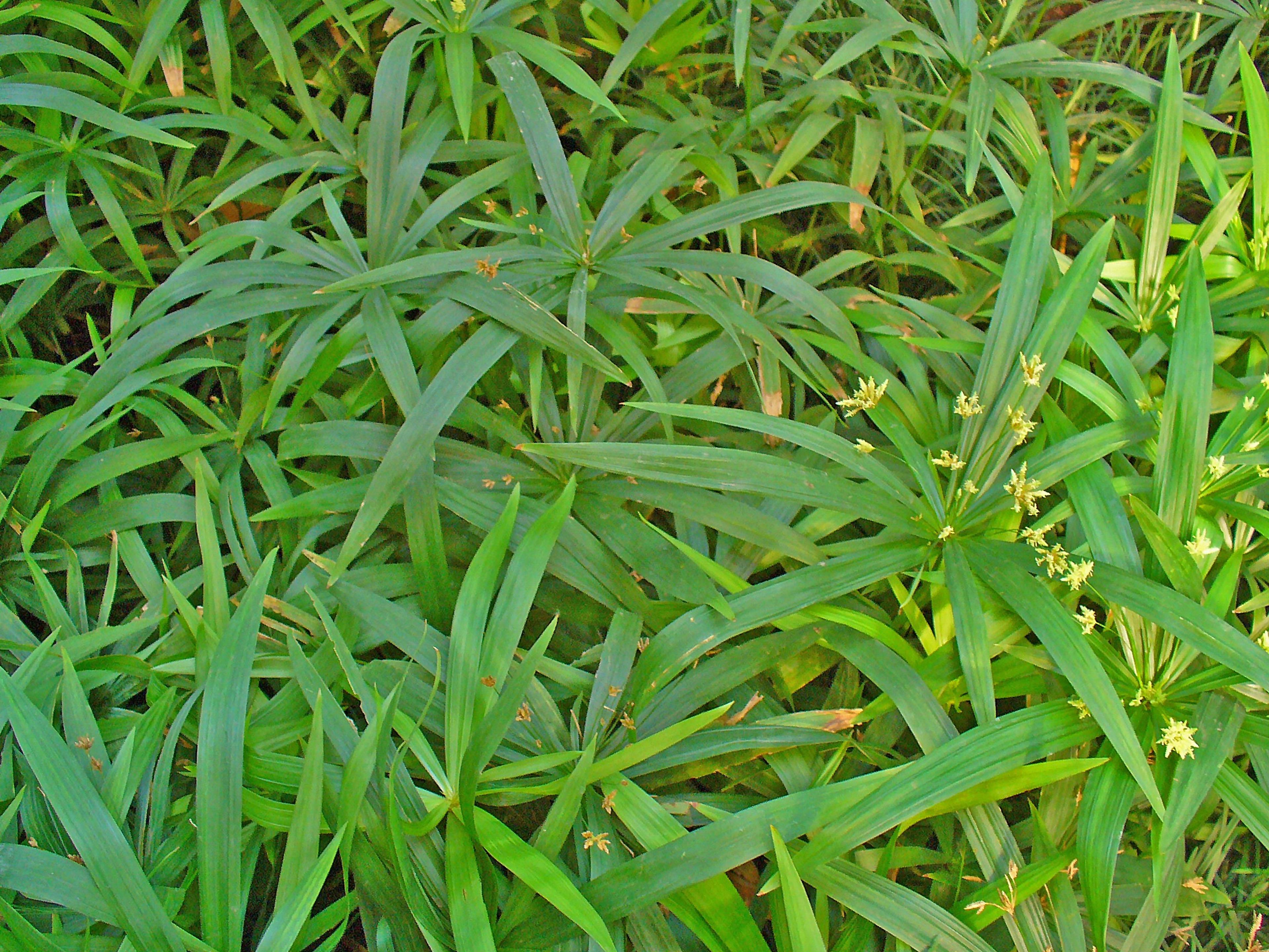 Umbrella Plant, Umbrella Flatsedge (Cyperus Alternifolius) — with its graceful leaves spreading up to 3 feet across; creating the plant's, image 71
