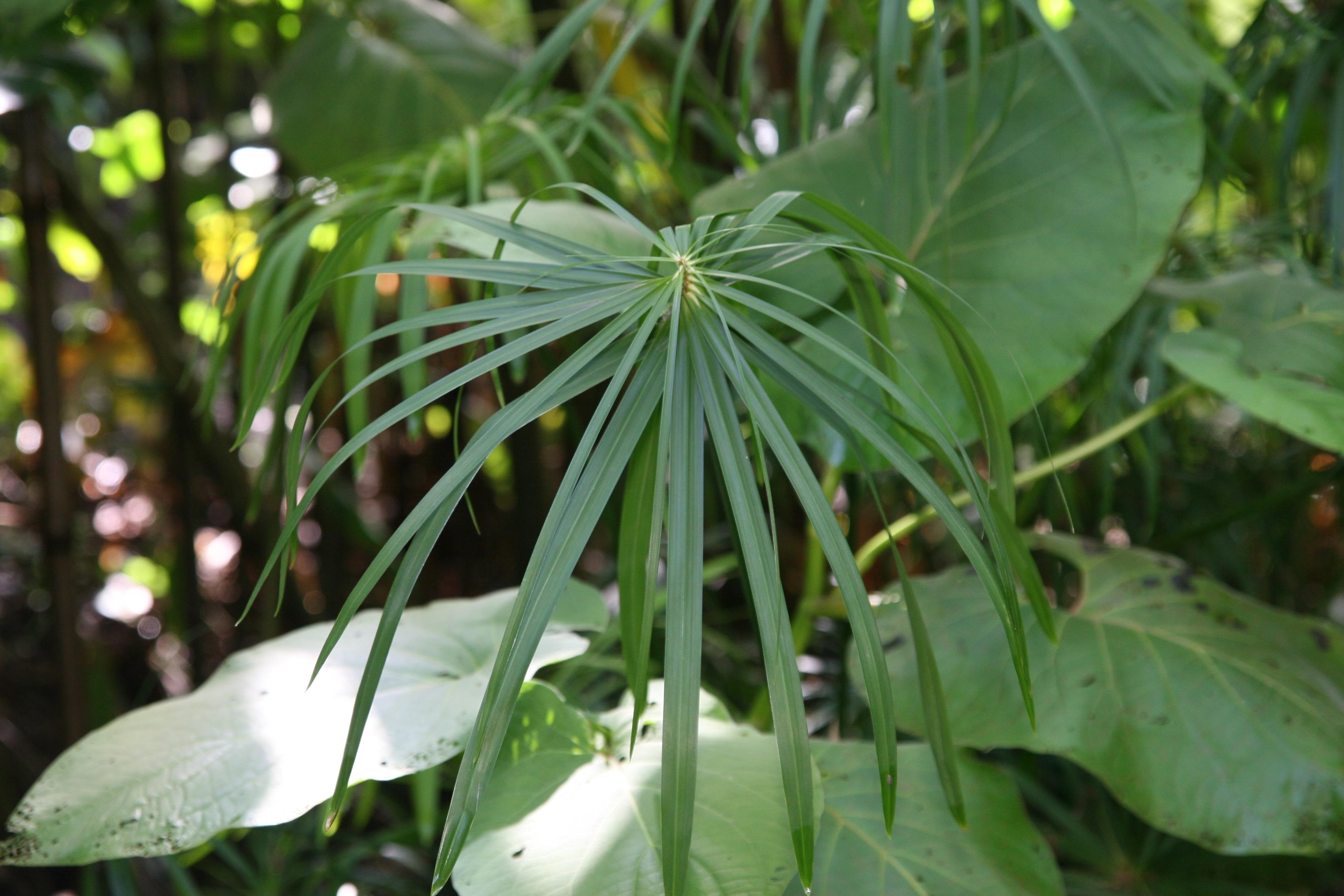 Umbrella Plant, Umbrella Flatsedge (Cyperus Alternifolius) — it's a showy choice for both decorative and practical design elements; it features radiating