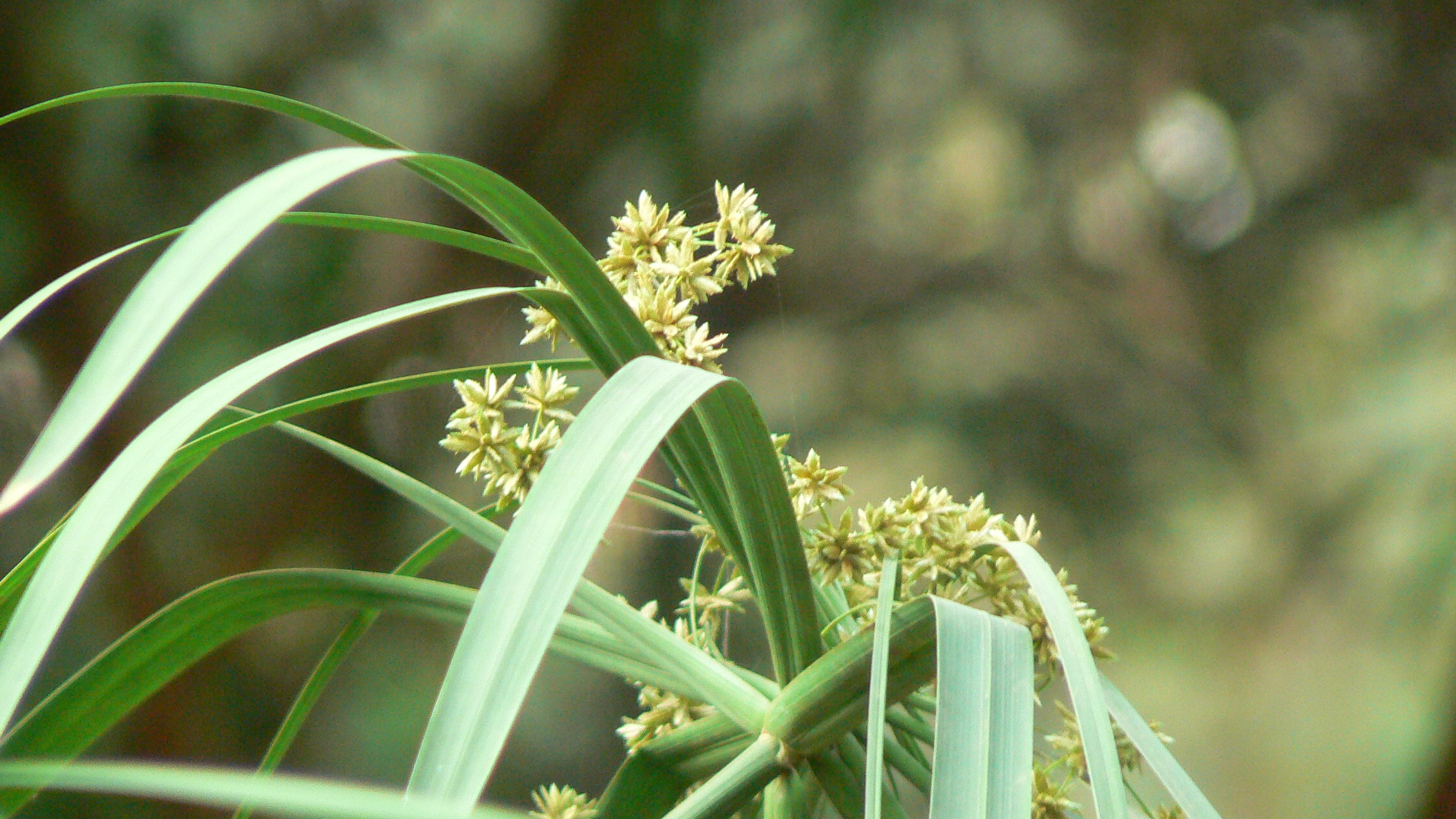 Umbrella Plant, Umbrella Flatsedge (Cyperus Alternifolius) — it's a showy choice for both decorative and practical design elements; it features, image 65