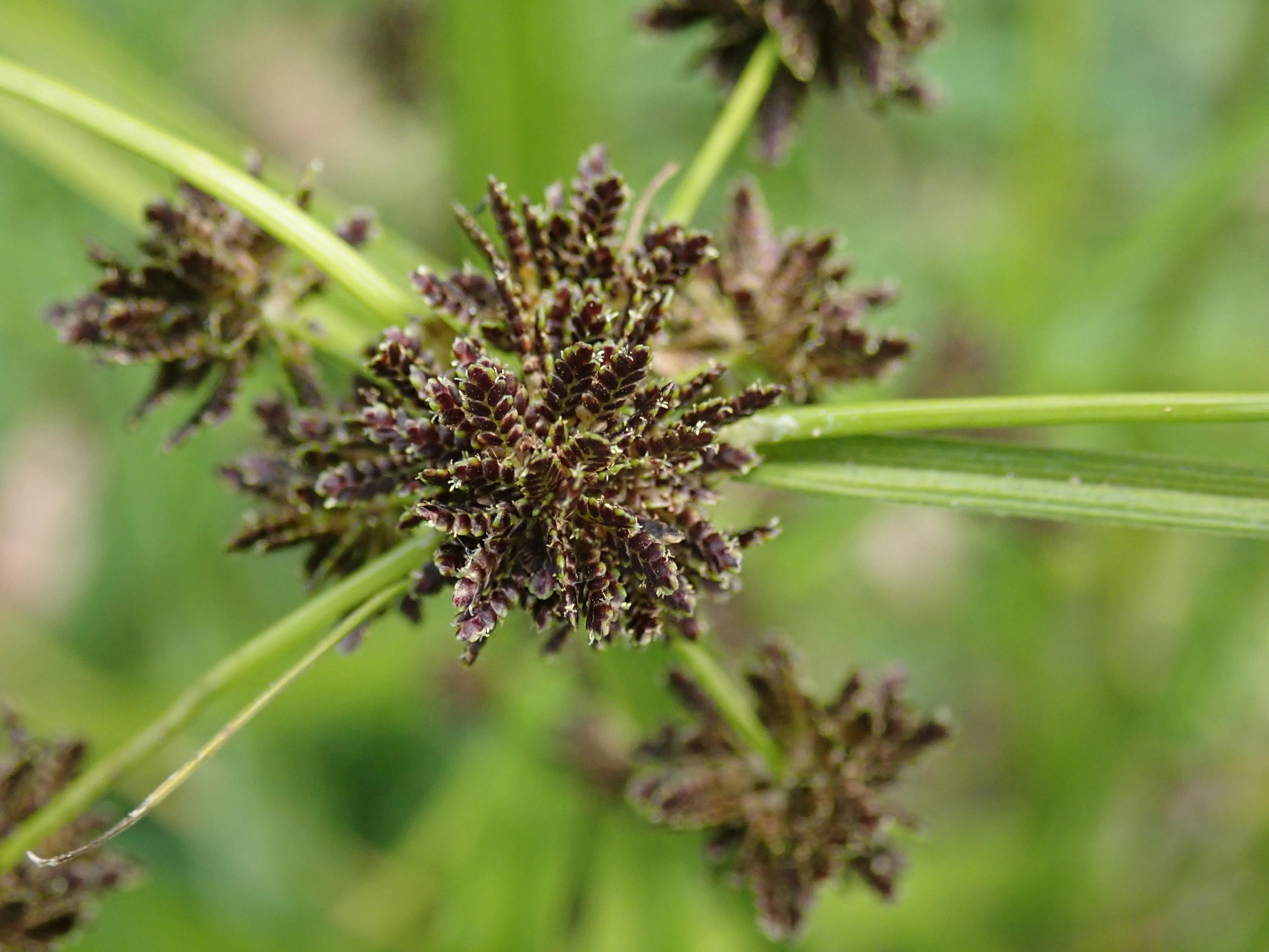 Umbrella Plant, Umbrella Flatsedge (Cyperus Alternifolius) — It prefers full sun to partial shade with a tolerance for a variety of soil types; as it requires