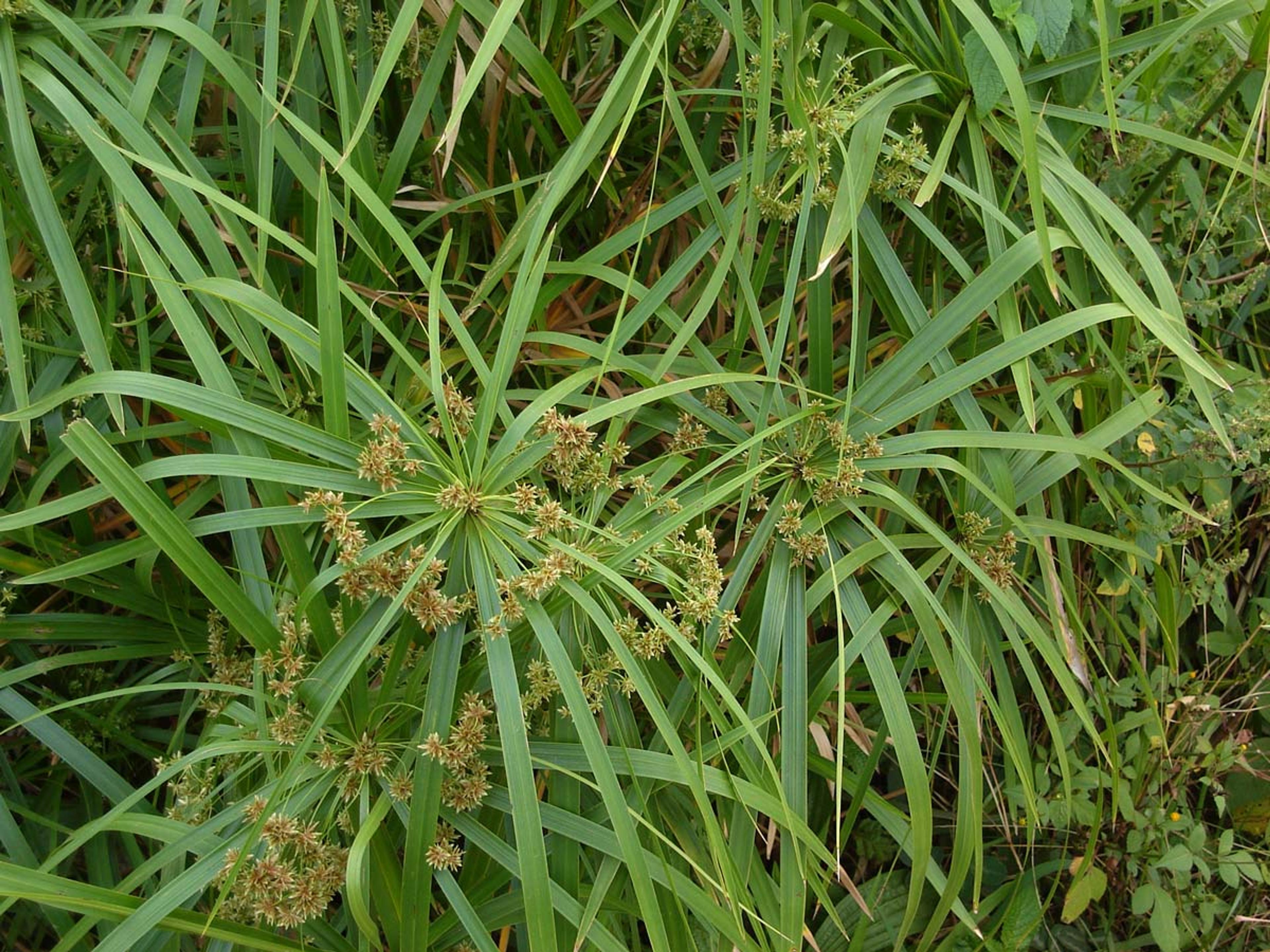 Umbrella Plant, Umbrella Flatsedge (Cyperus Alternifolius) — erect stems of the Umbrella Plant are topped with a cluster of linear leaves; it's important to