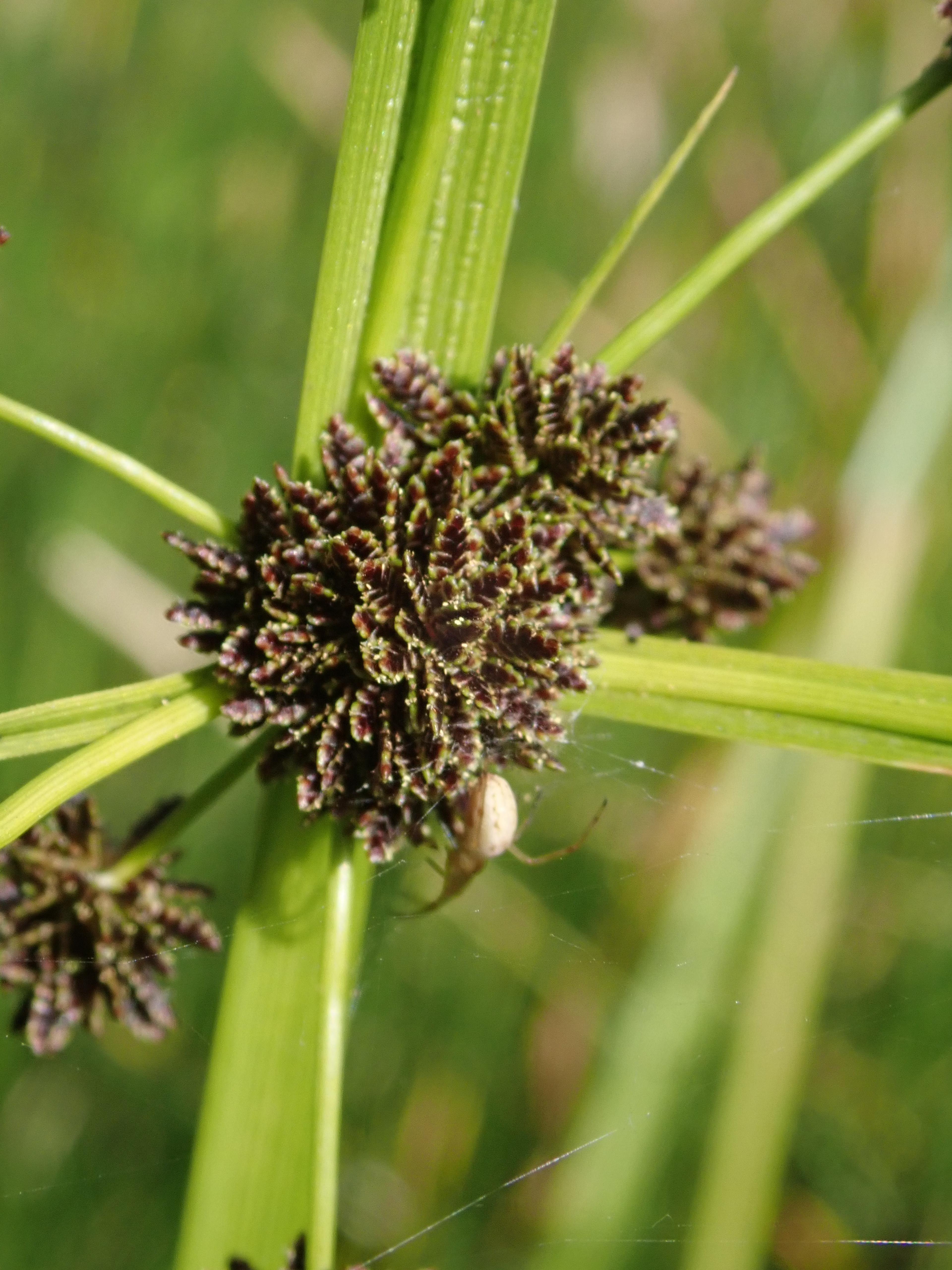Umbrella Plant, Umbrella Flatsedge (Cyperus Alternifolius) — exotic touch to any landscape design.<br><br>Typically; perennial for deep shade or full or half