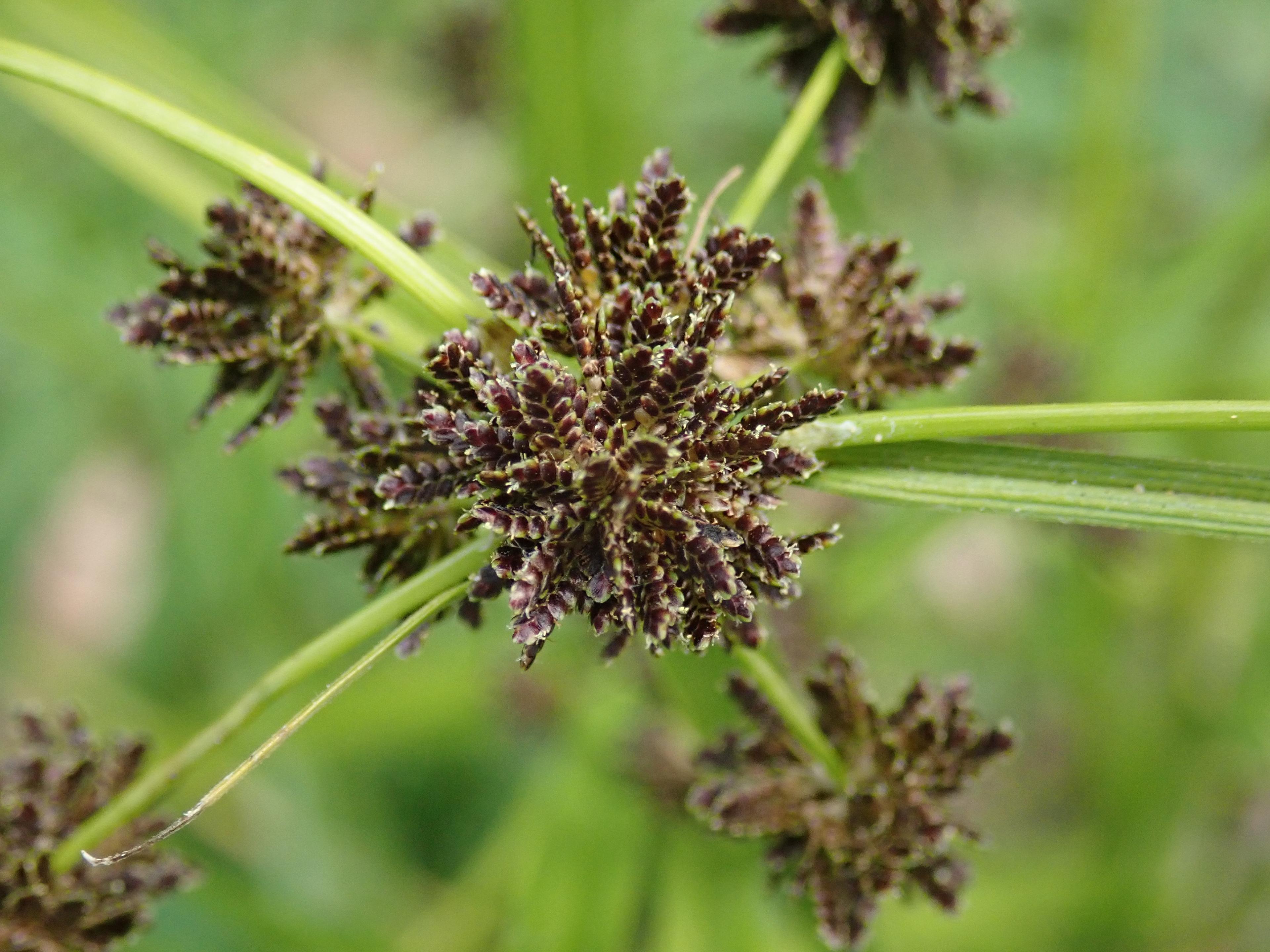 Umbrella Plant, Umbrella Flatsedge (Cyperus Alternifolius) — makes it an ideal choice for anyone seeking a tropical flair in their landscape; ensuring adequate