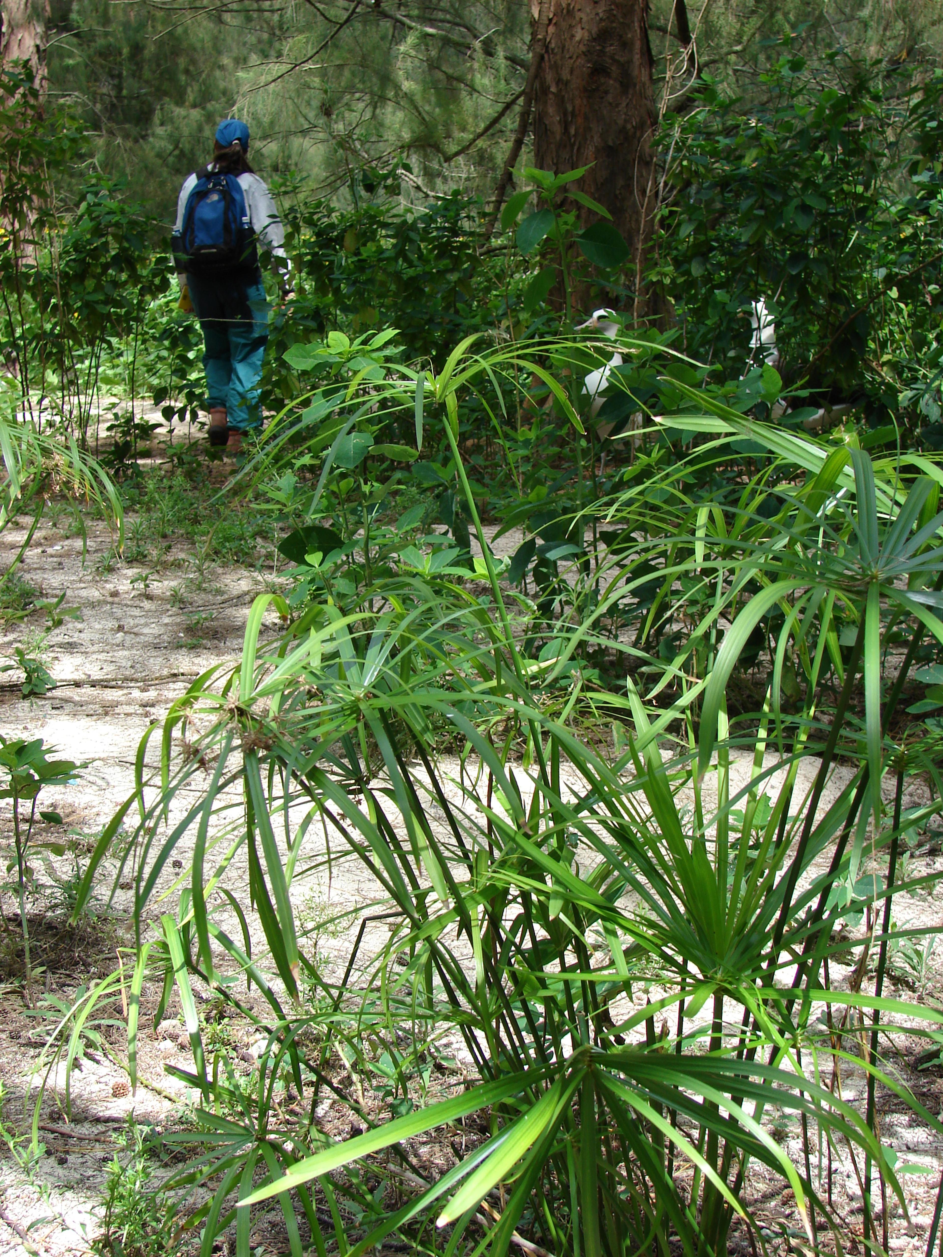 Umbrella Plant, Umbrella Flatsedge (Cyperus Alternifolius) — This low-maintenance plant thrives in full sun to partial shade and prefers, image 93