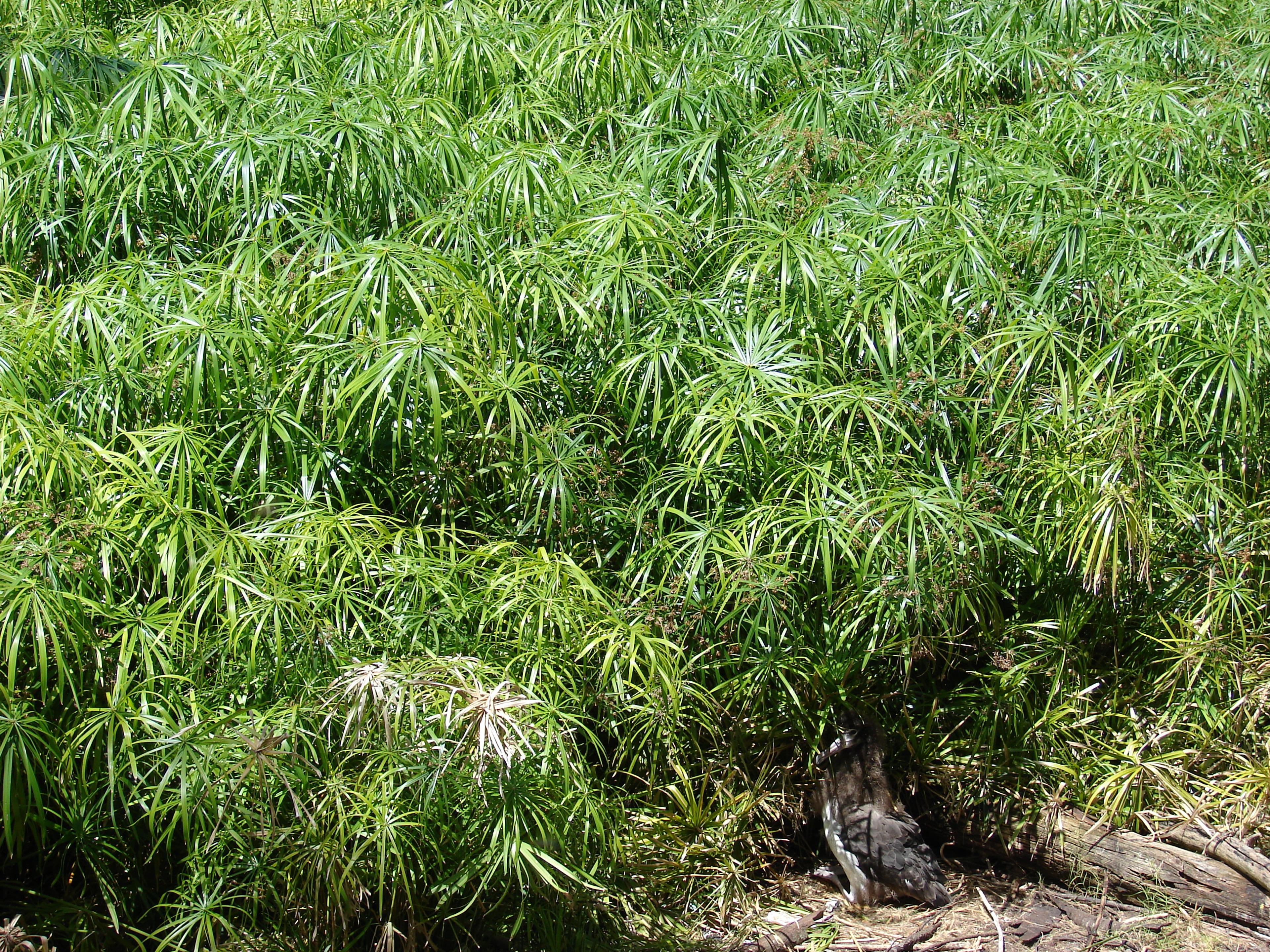 Umbrella Plant, Umbrella Flatsedge (Cyperus Alternifolius) — It prefers full sun to partial shade with a tolerance for a variety of soil types; as, image 106
