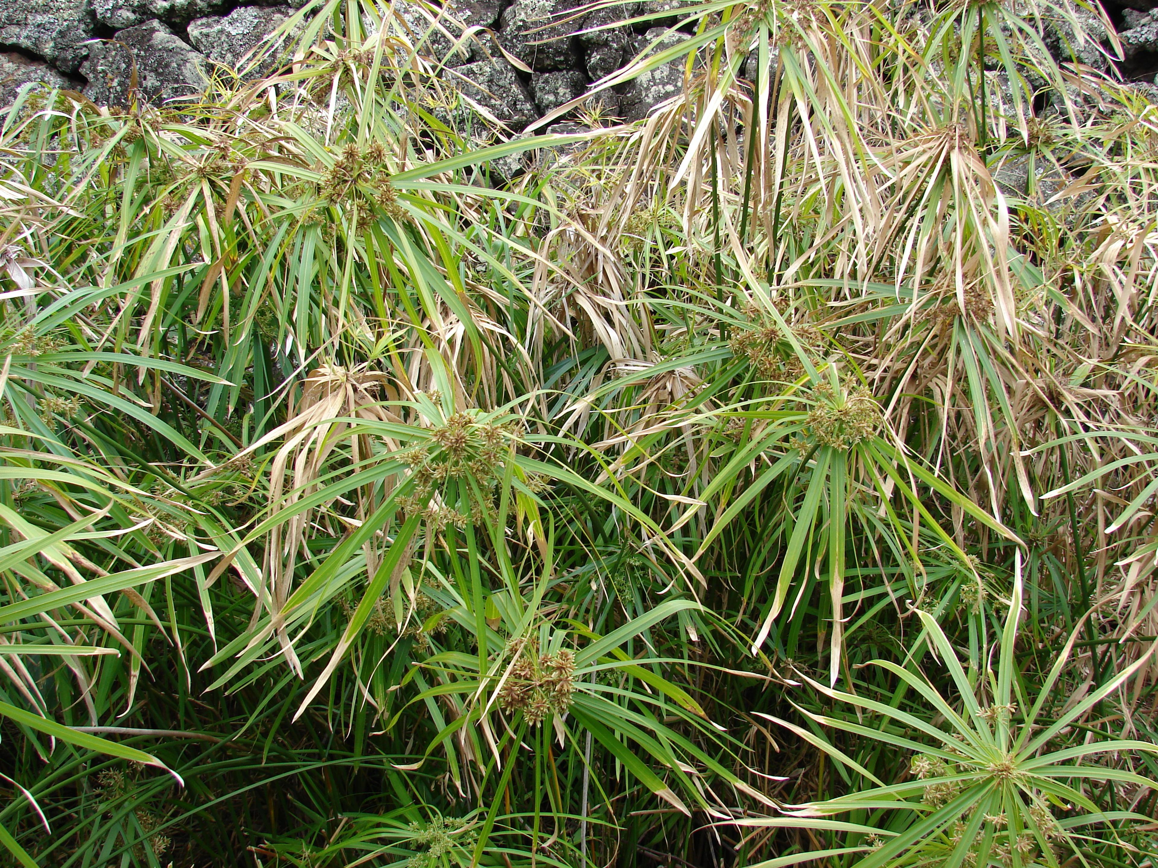 Umbrella Plant, Umbrella Flatsedge (Cyperus Alternifolius) — green flowers in the garden; which are bright green and arranged in a single plane, image 118