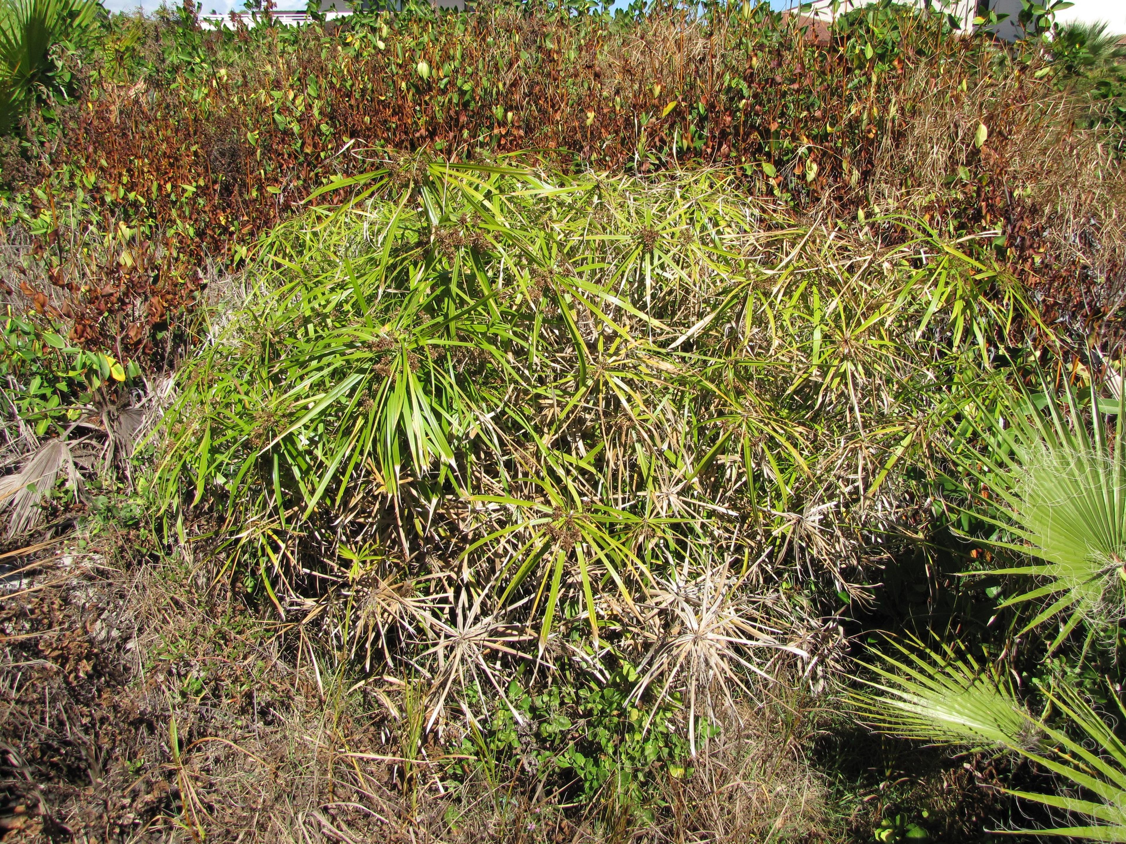 Umbrella Plant, Umbrella Flatsedge (Cyperus Alternifolius) — as it requires consistent moisture; this charismatic plant can reach a height of 2 to, image 109