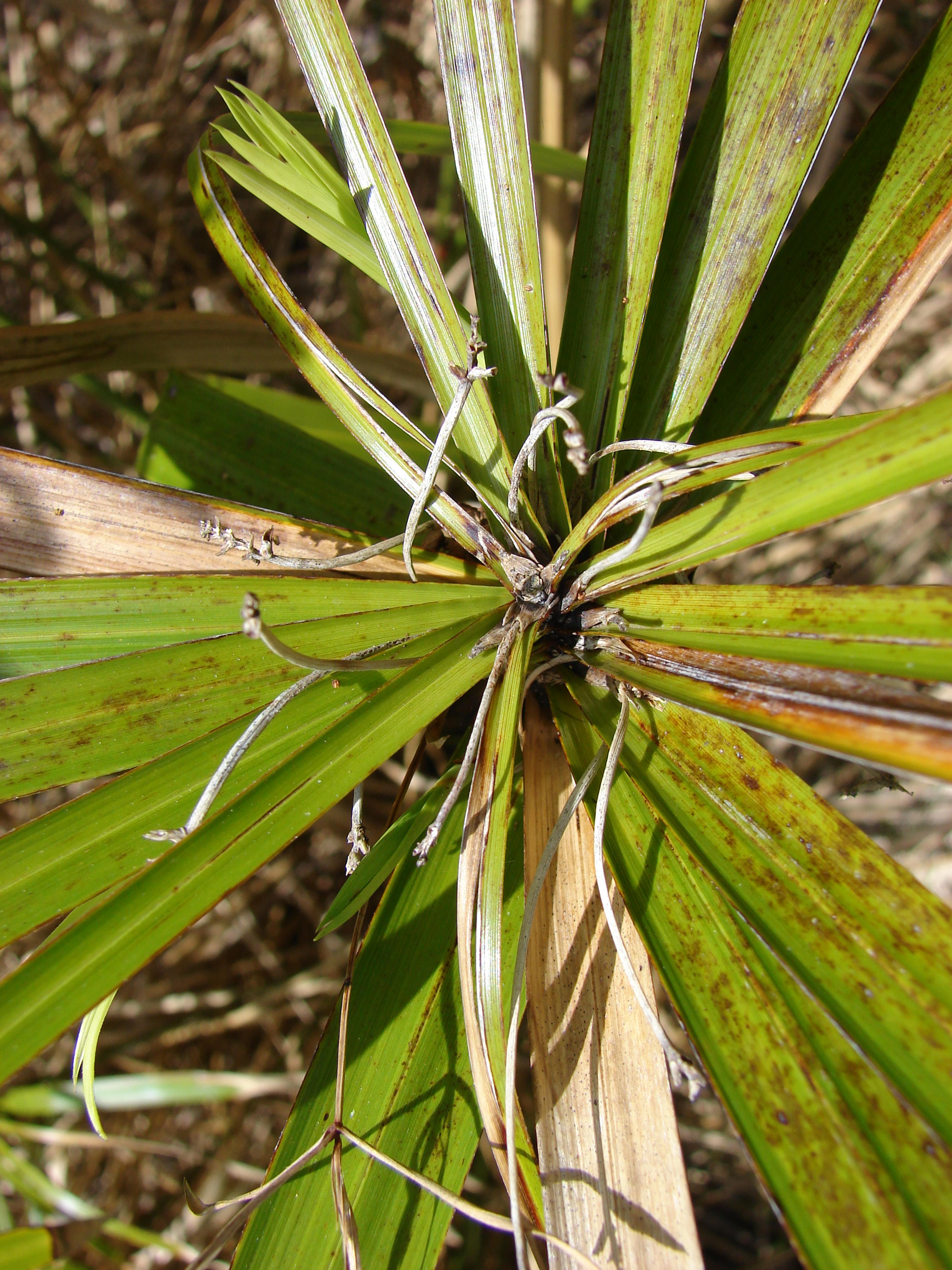 Umbrella Plant, Umbrella Flatsedge (Cyperus Alternifolius) — coupled with moderate watering requirements; cyperus alternifolius thrives in warmer, image 114