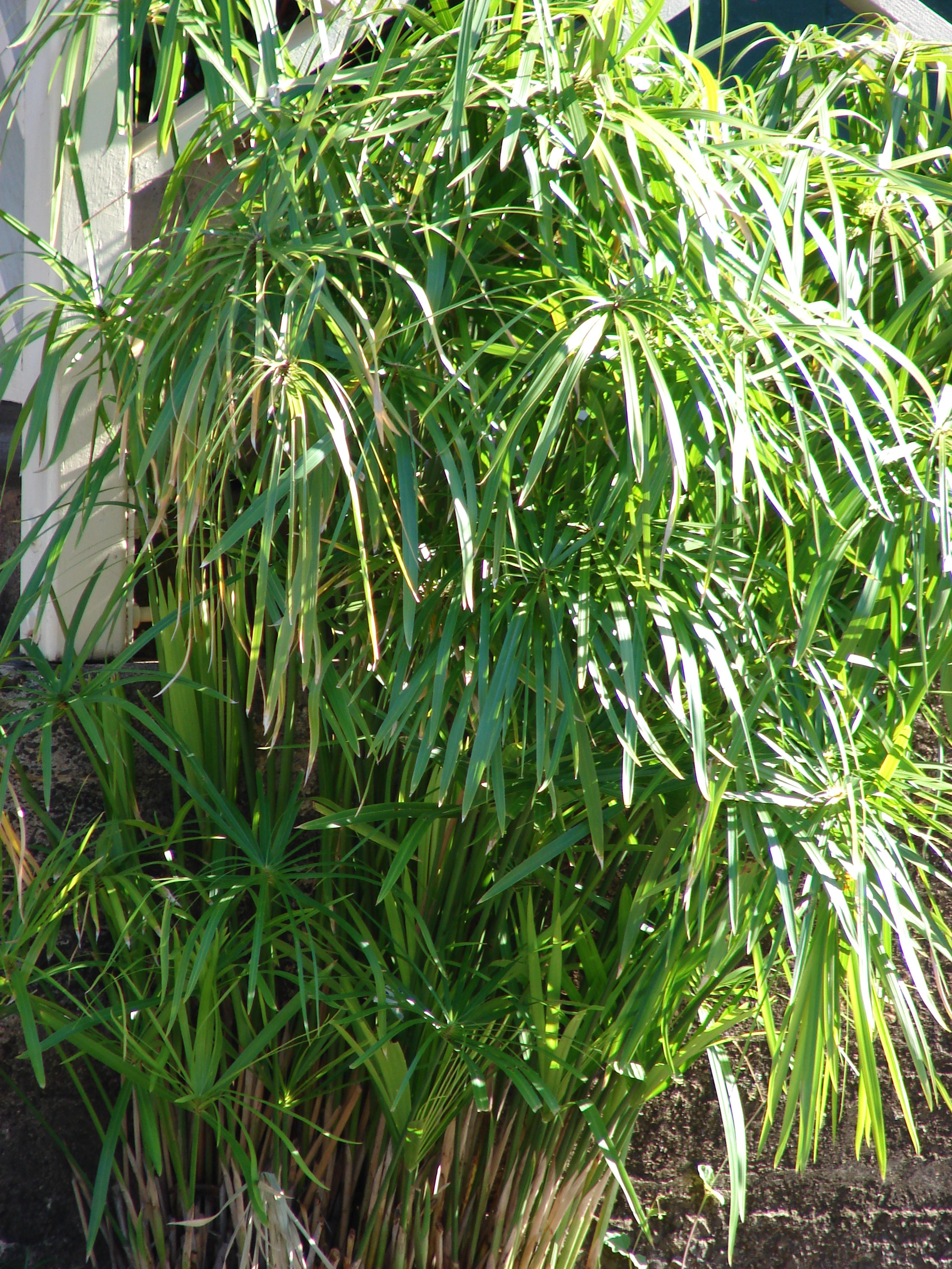 Umbrella Plant, Umbrella Flatsedge (Cyperus Alternifolius) — it can become invasive if not managed properly; perennial with green blooms, image 116