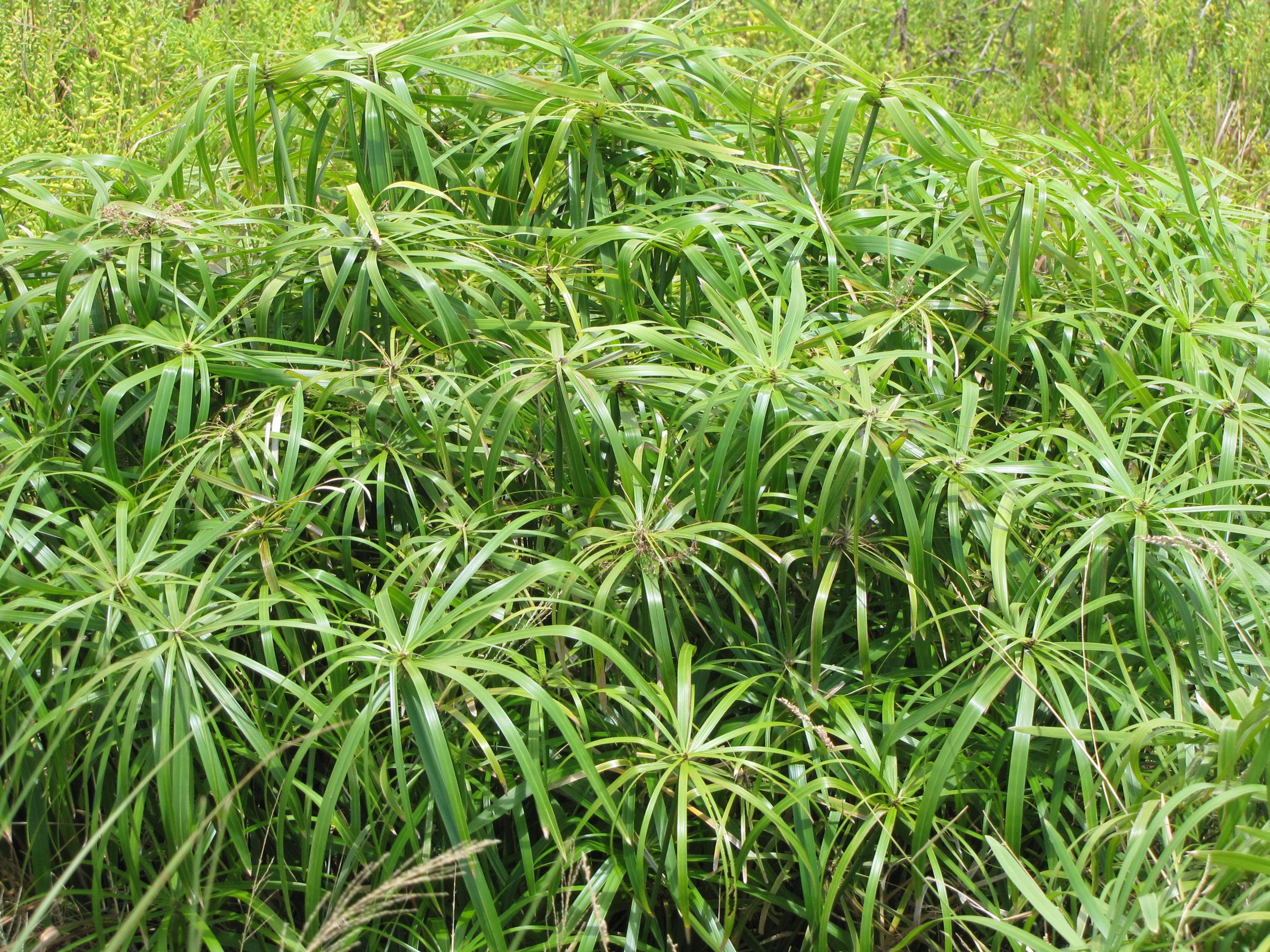 Umbrella Plant, Umbrella Flatsedge (Cyperus Alternifolius) — which are bright green and arranged in a single plane; green flowers in the garden, image 103