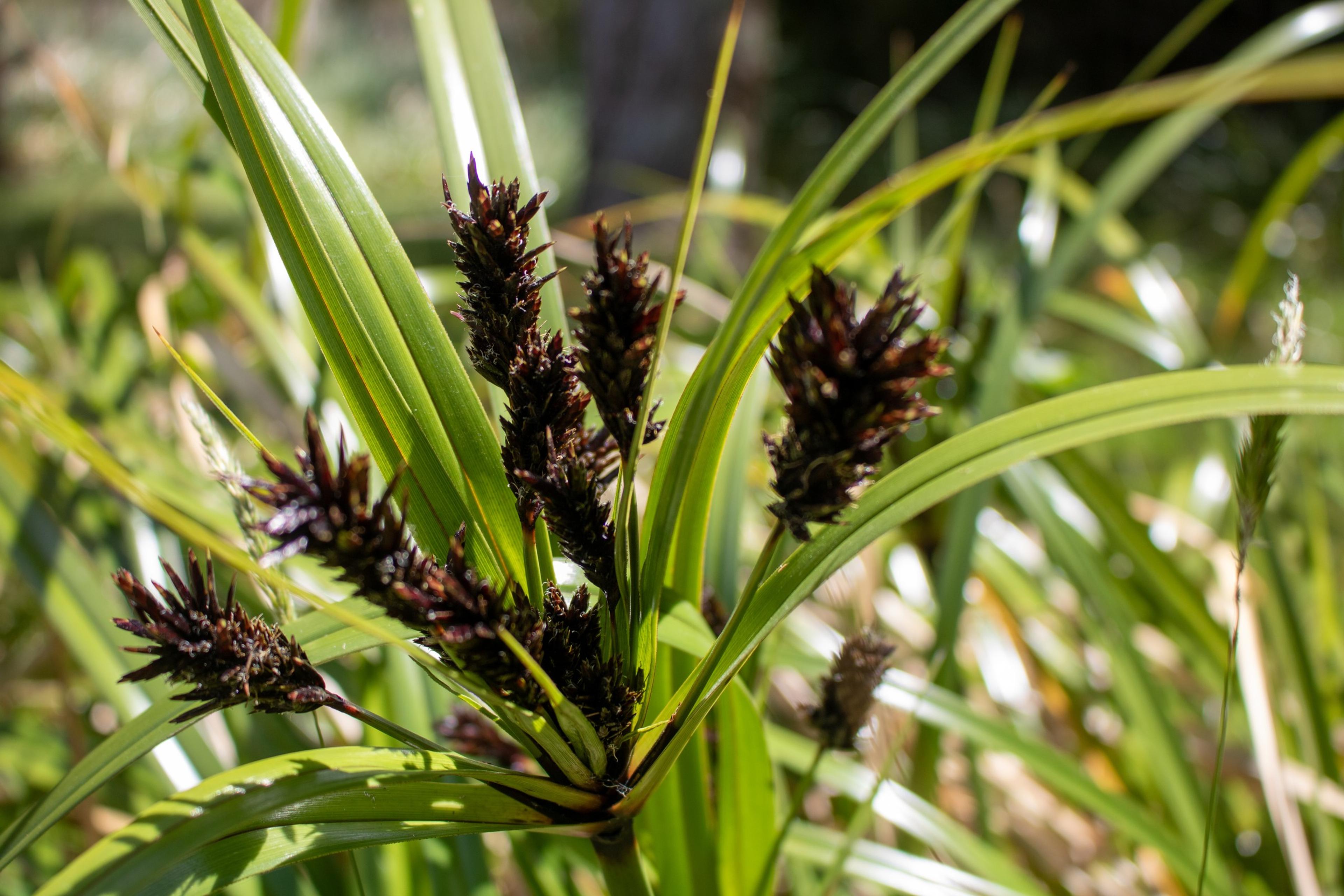 Umbrella Plant, Umbrella Flatsedge (Cyperus Alternifolius) — this charismatic plant can reach a height of 2 to 4 feet