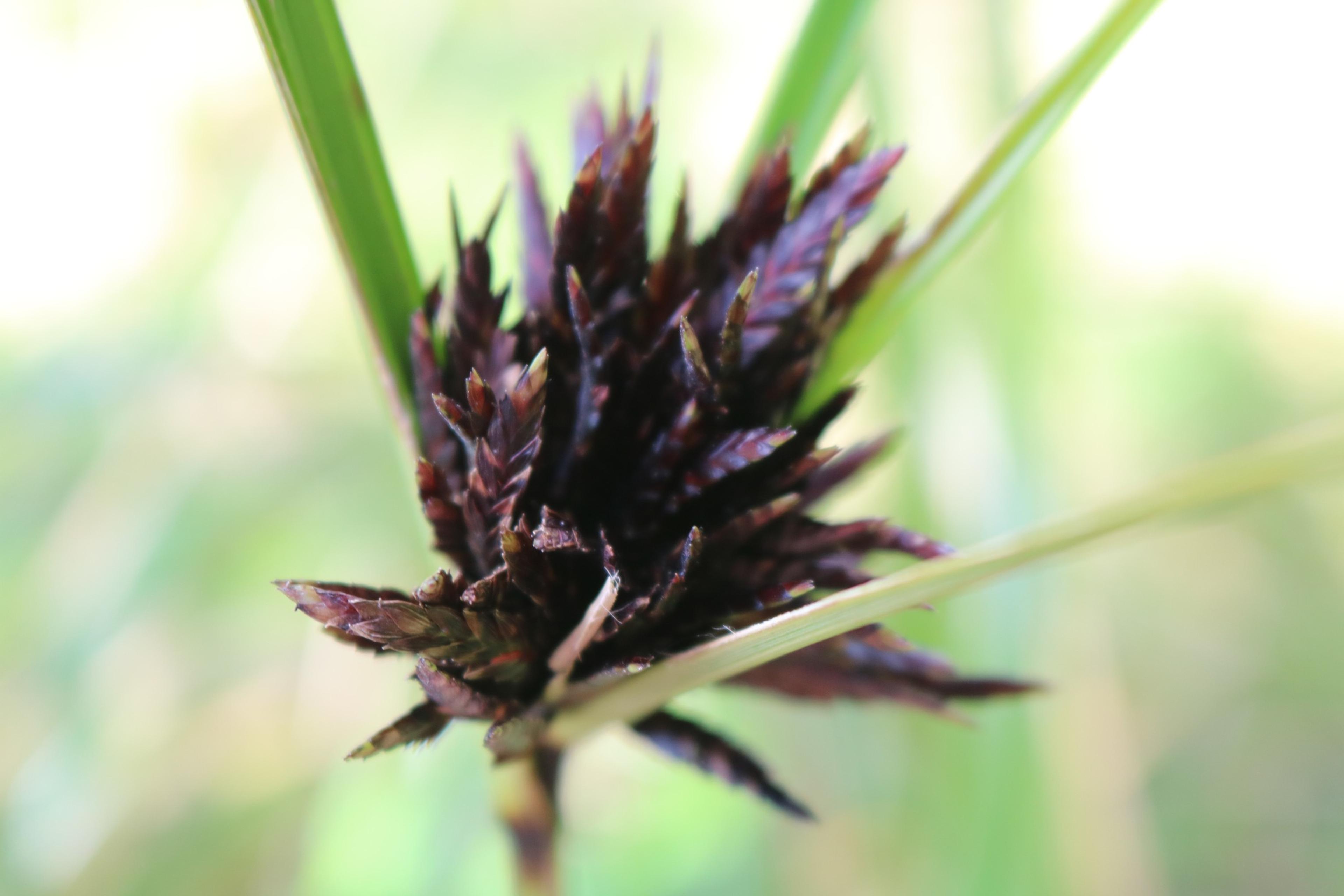 Umbrella Plant, Umbrella Flatsedge (Cyperus Alternifolius) — erect stems of the Umbrella Plant are topped with a cluster of linear leaves
