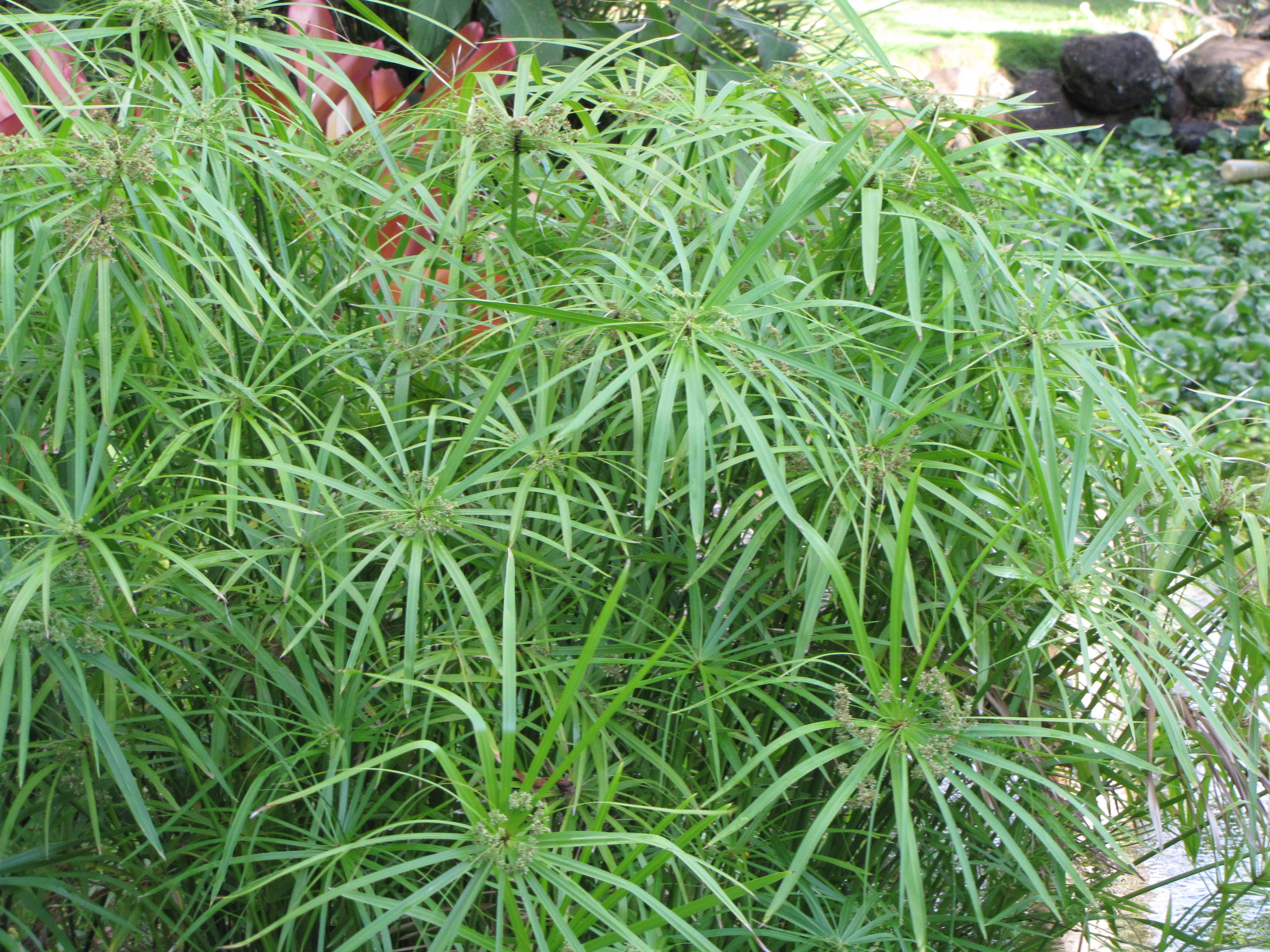 Umbrella Plant, Umbrella Flatsedge (Cyperus Alternifolius) — it's a showy choice for both decorative and practical design elements; it features, image 95