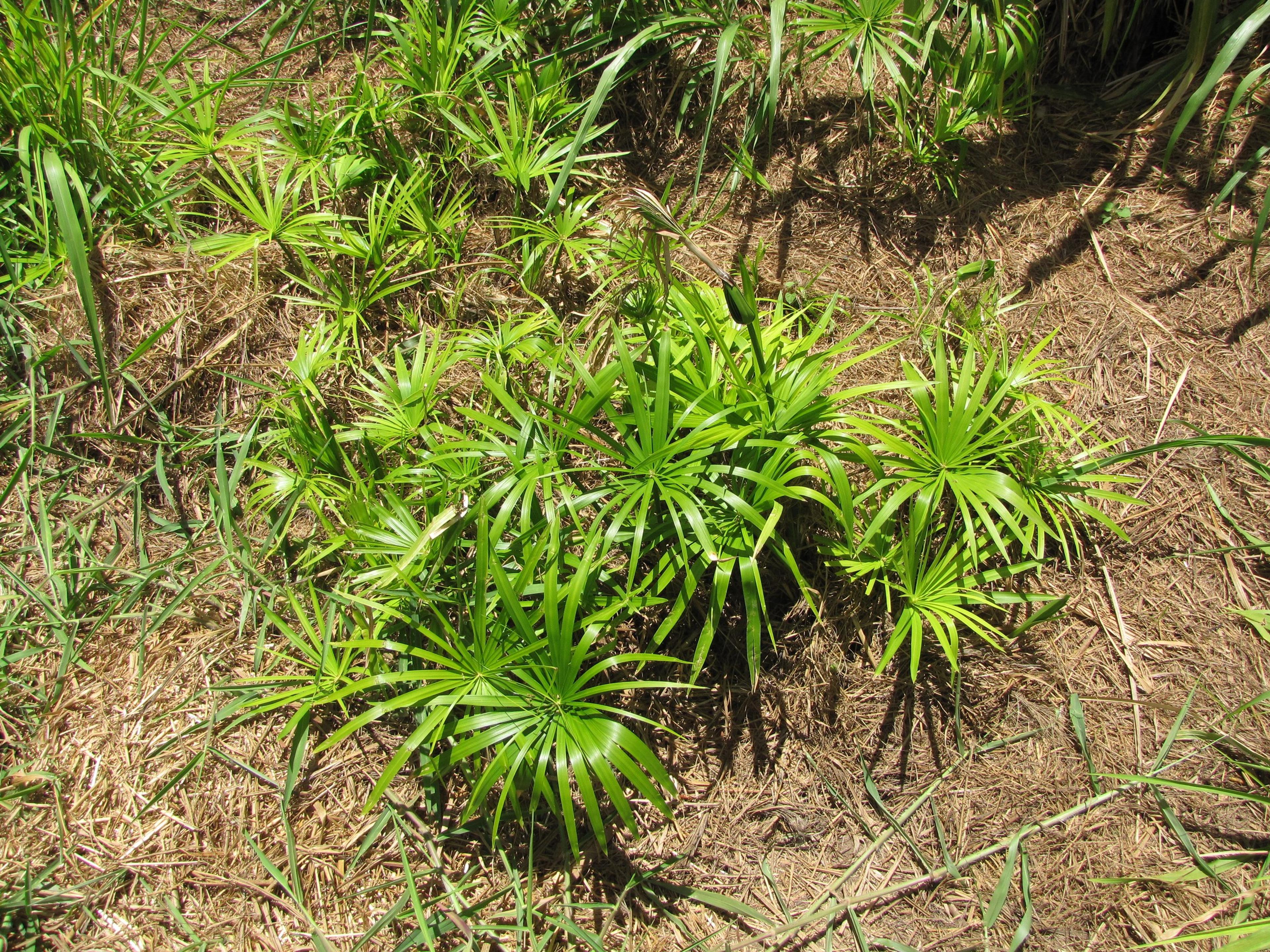 Umbrella Plant, Umbrella Flatsedge (Cyperus Alternifolius) — coupled with moderate watering requirements