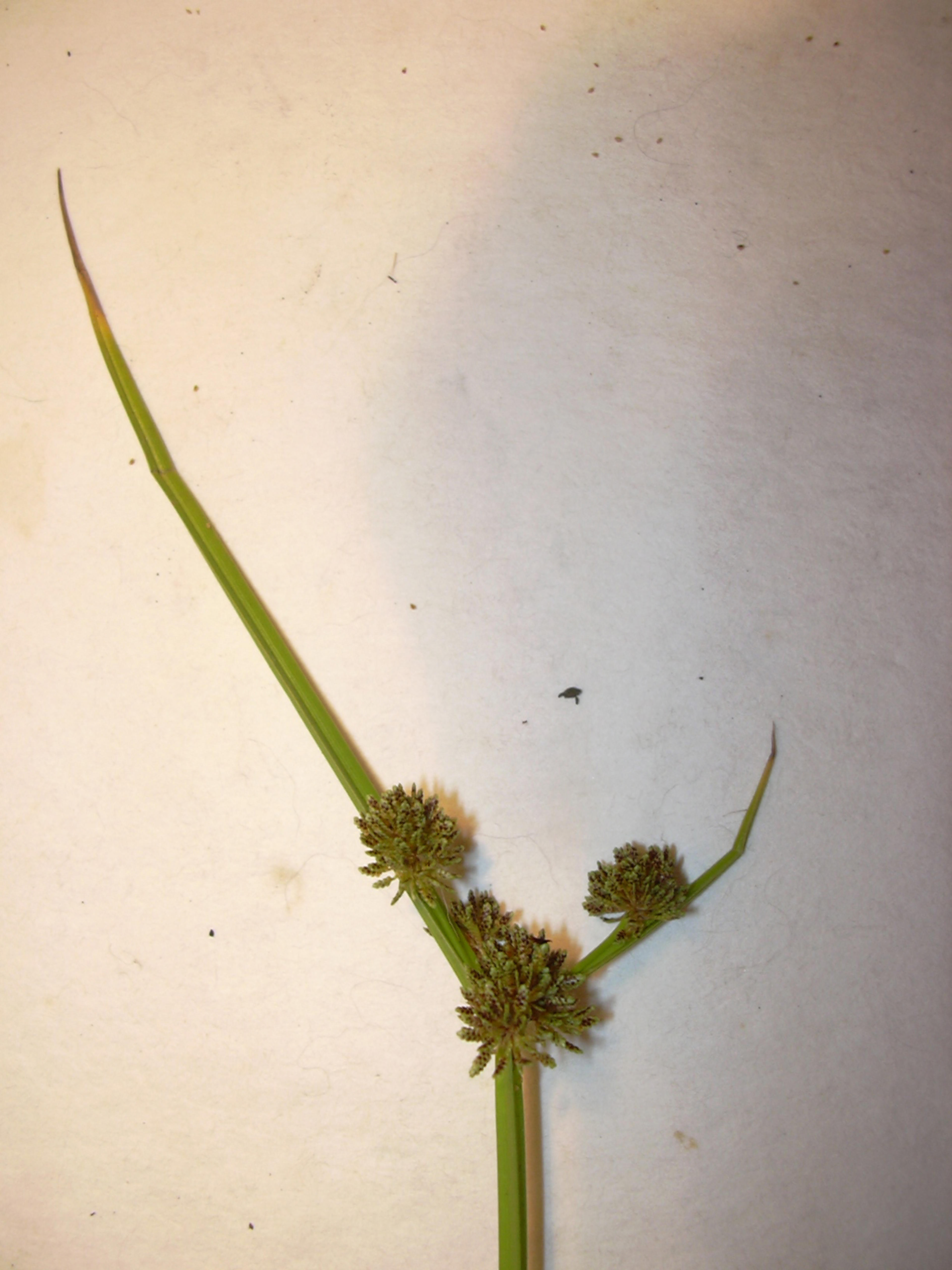 Umbrella Plant, Umbrella Flatsedge (Cyperus Alternifolius) — It is an evergreen perennial that adds a lush