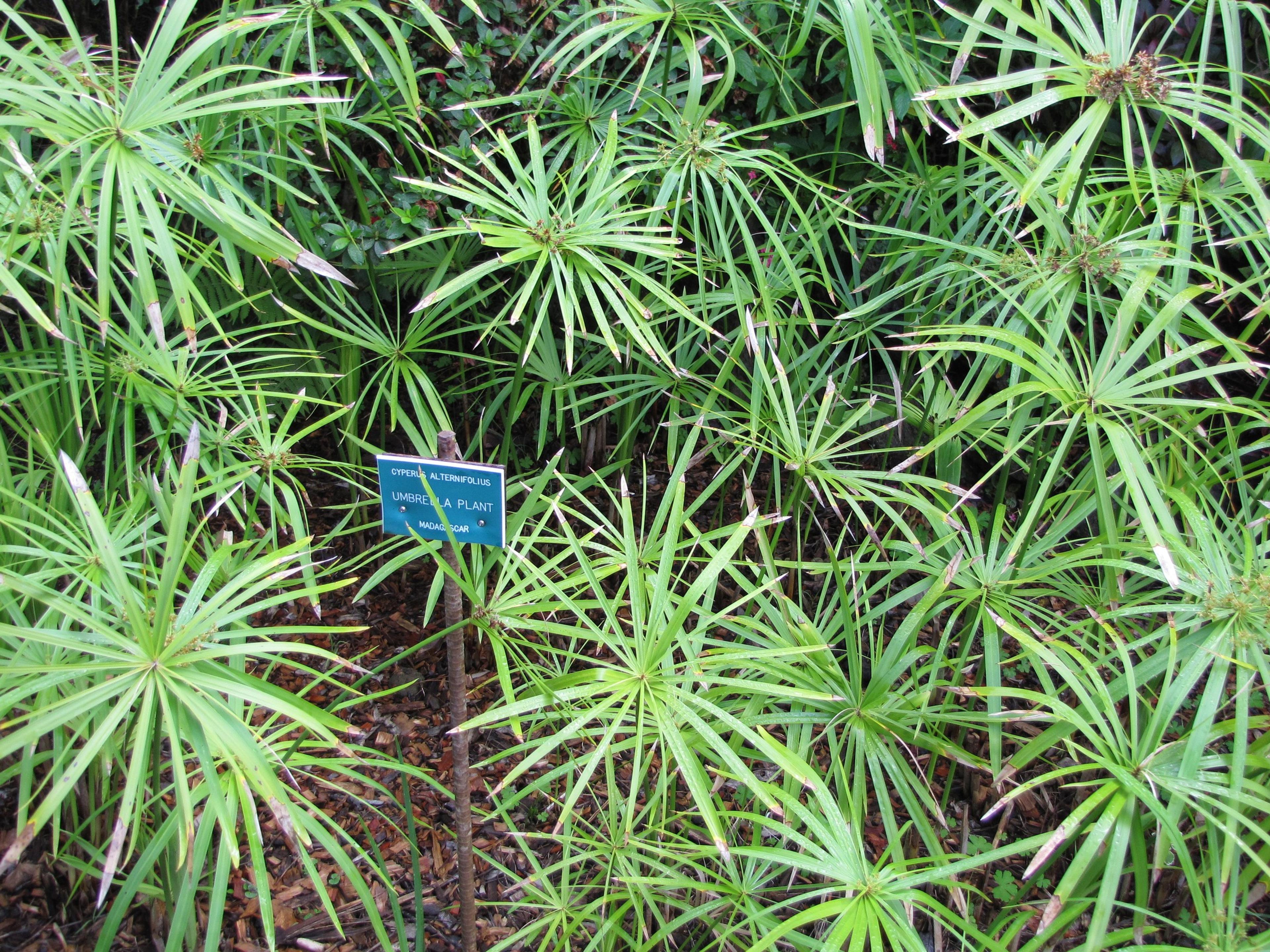 Umbrella Plant, Umbrella Flatsedge (Cyperus Alternifolius) — it can become invasive if not managed properly; perennial with green blooms, image 86
