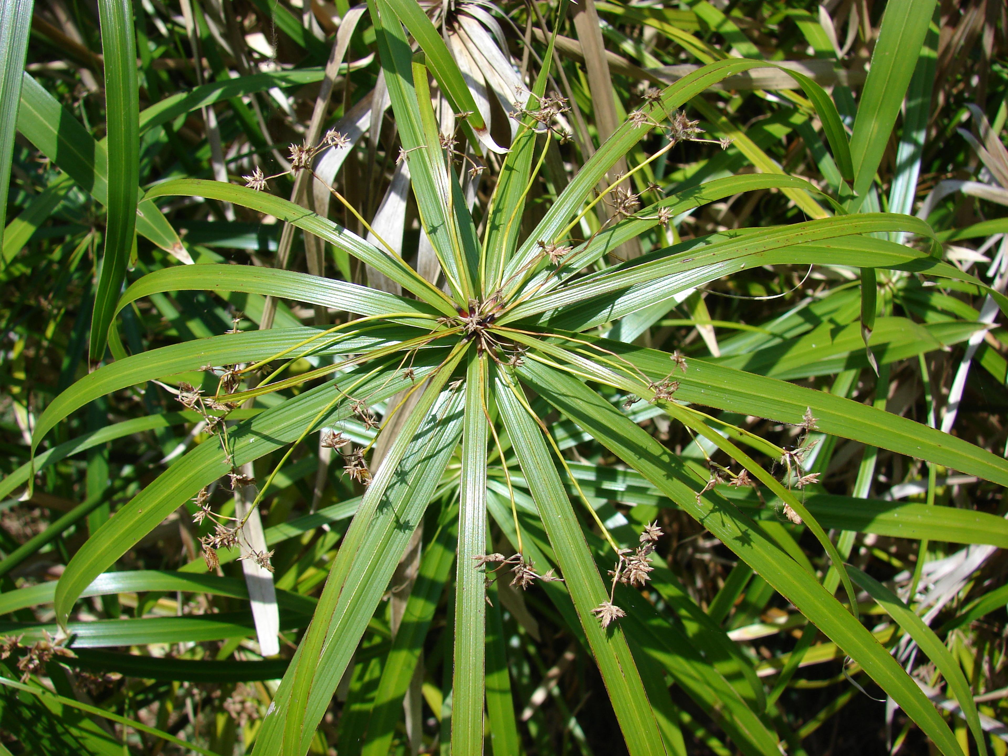 Umbrella Plant, Umbrella Flatsedge (Cyperus Alternifolius) — which are bright green and arranged in a single plane; green flowers in the garden